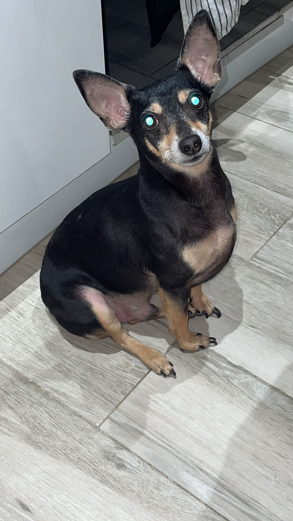 ¡Ayuda! Perro Pincher negro perdido en Málaga