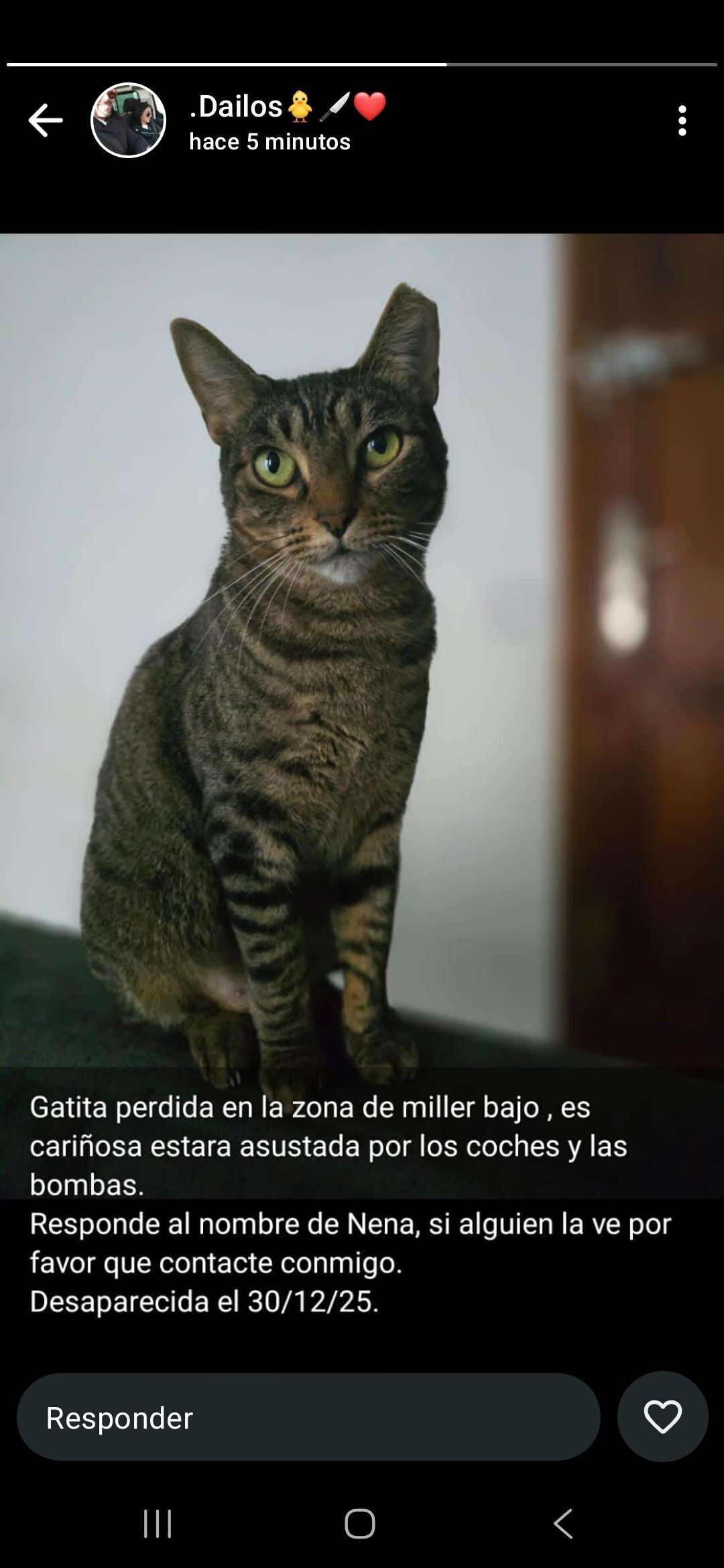¡Gatita Atigrada Perdida en Las Palmas!