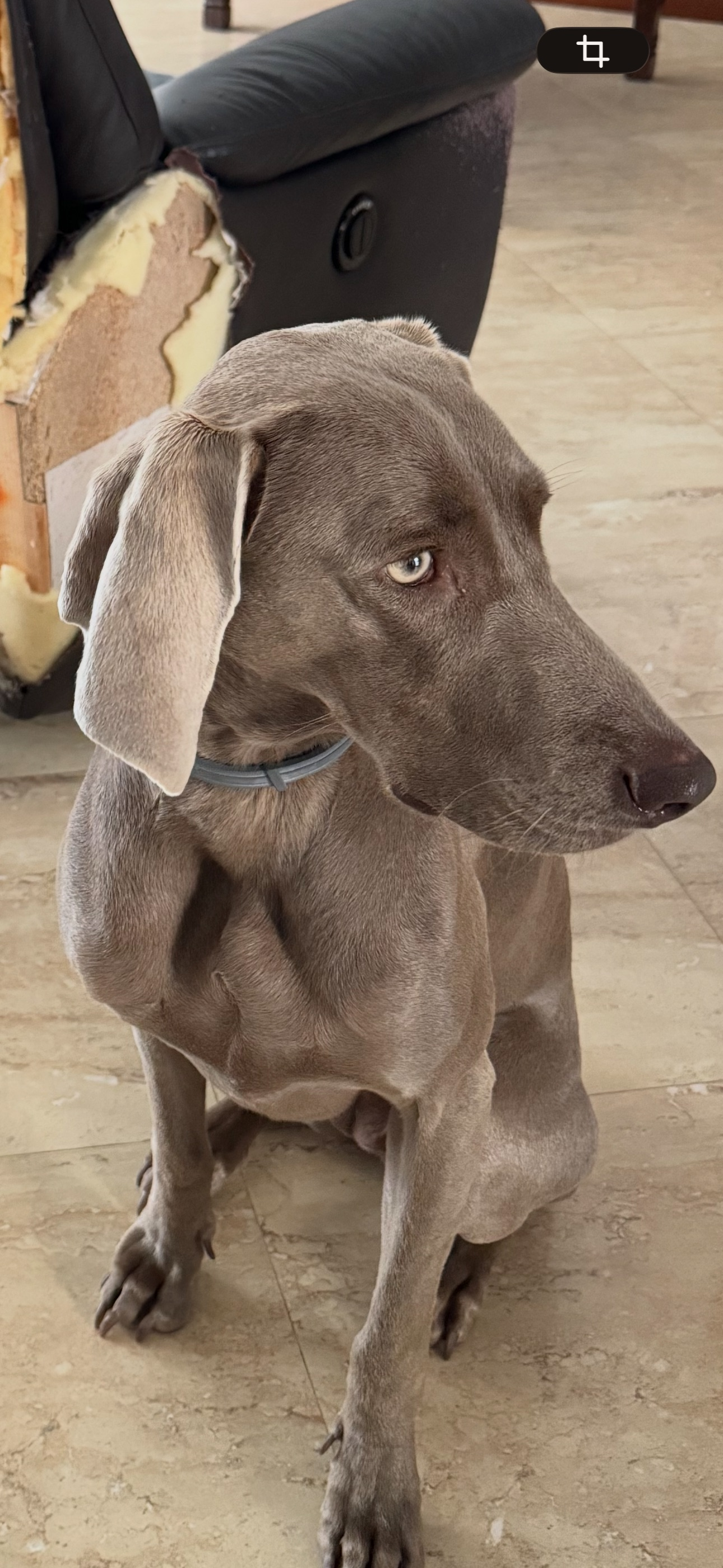 Perro perdido en Reguard, Cataluña