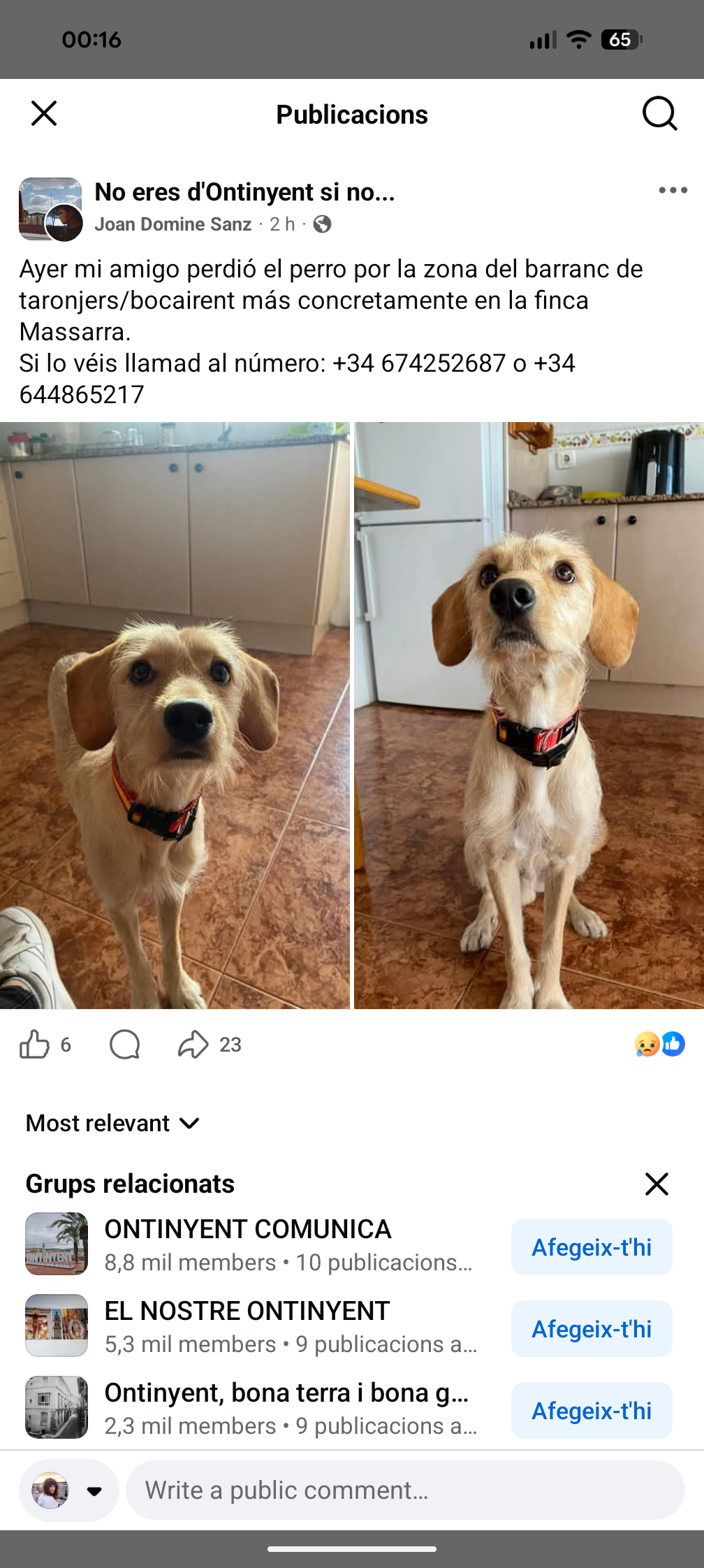 Perro Blanco Perdido en Bocairent: Ayuda