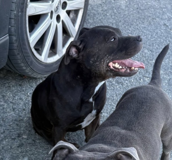 Perra Perdida en El Ejido: Staffy Negra con Chip