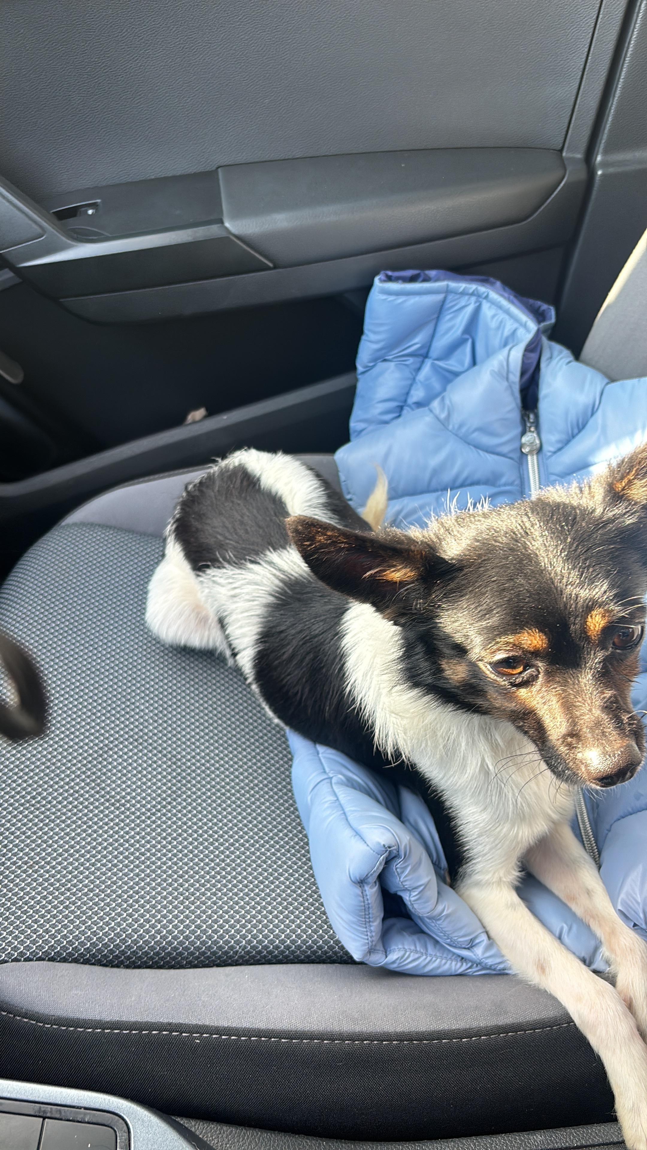 Perro Blanco y Negro Pequeño E...