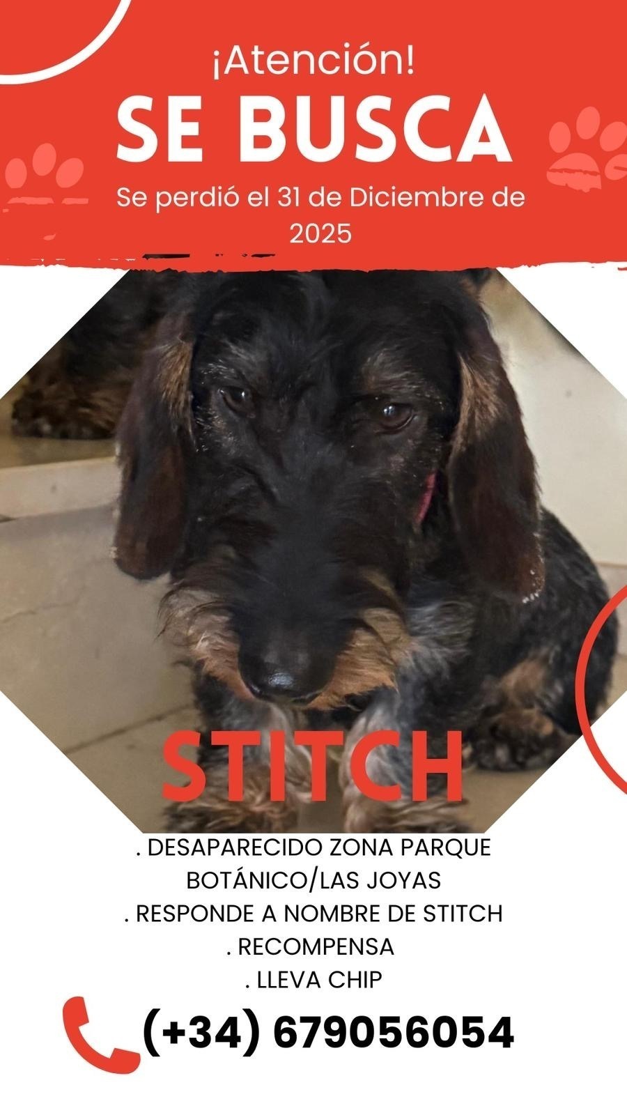 Teckel de Pelo Duro Perdido en Andalucía