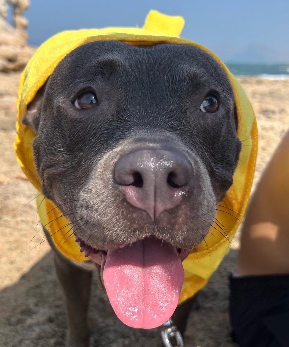 ¡Ayuda! Kali, pitbull gris perdida en Can Picafort