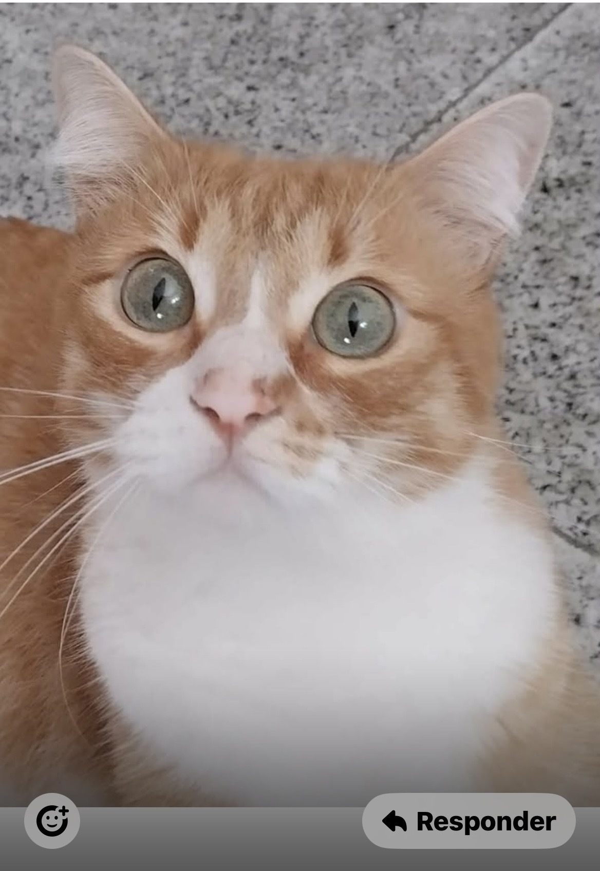 Gato Perdido: Atigrado Rubito...