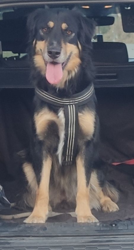 Perro Perdido: Negro y Marrón en Vilasante