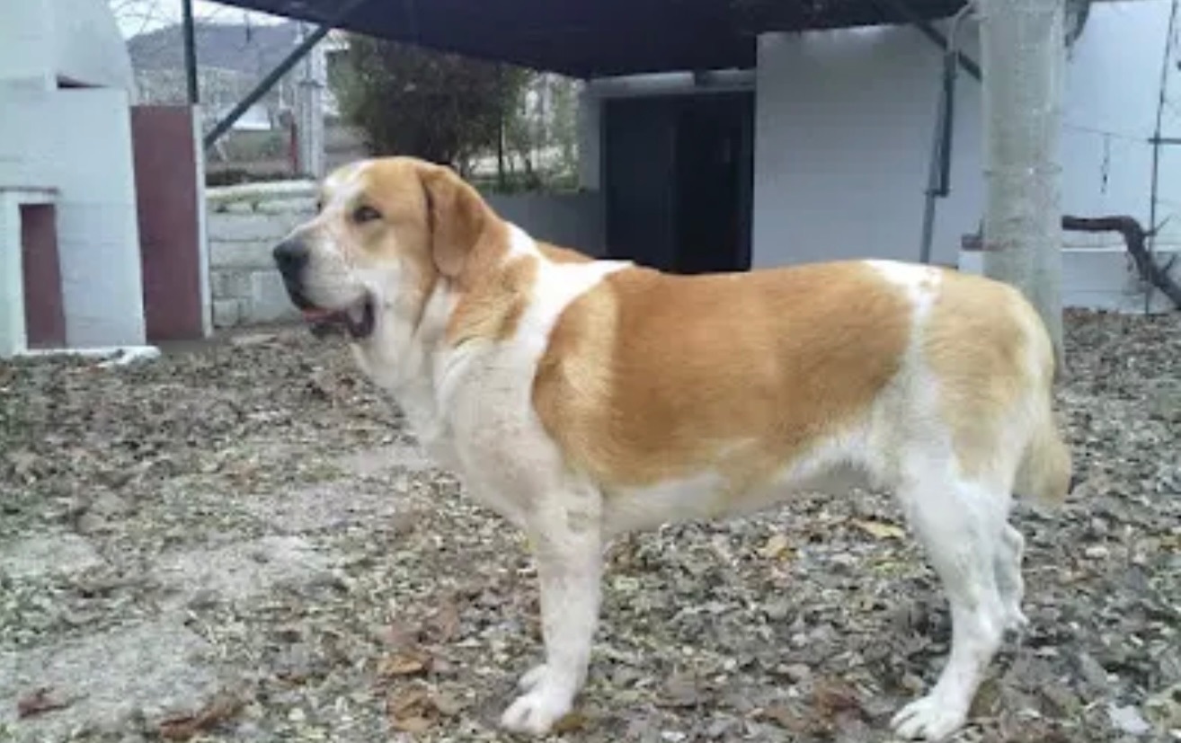 Mastina Perdida: Blanca con Manchas Marrones