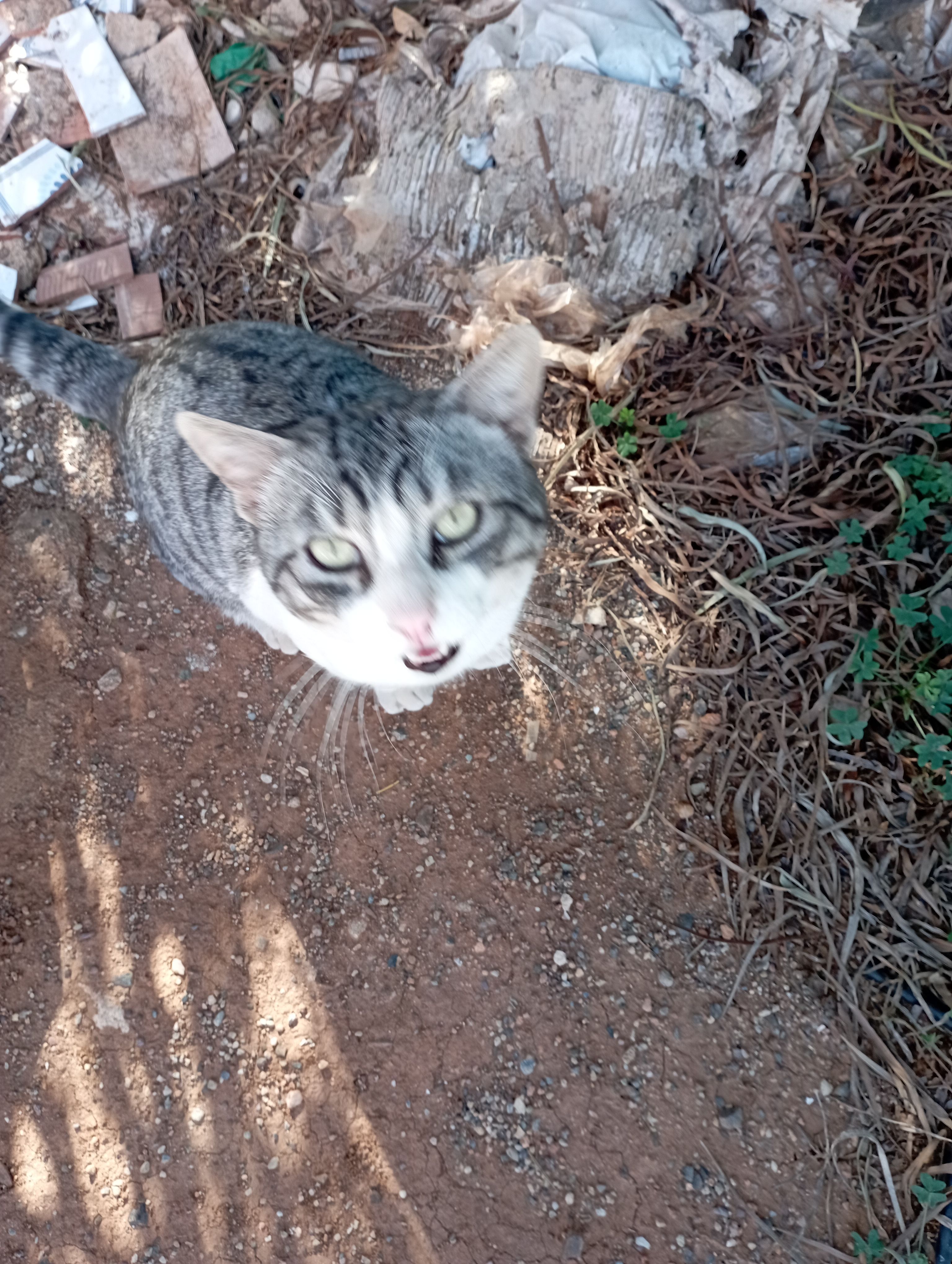 Gato Gris y Blanco Hallado en...