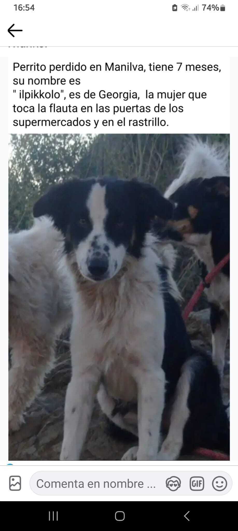 ¡Ayuda! Perdido Border Collie en Manilva
