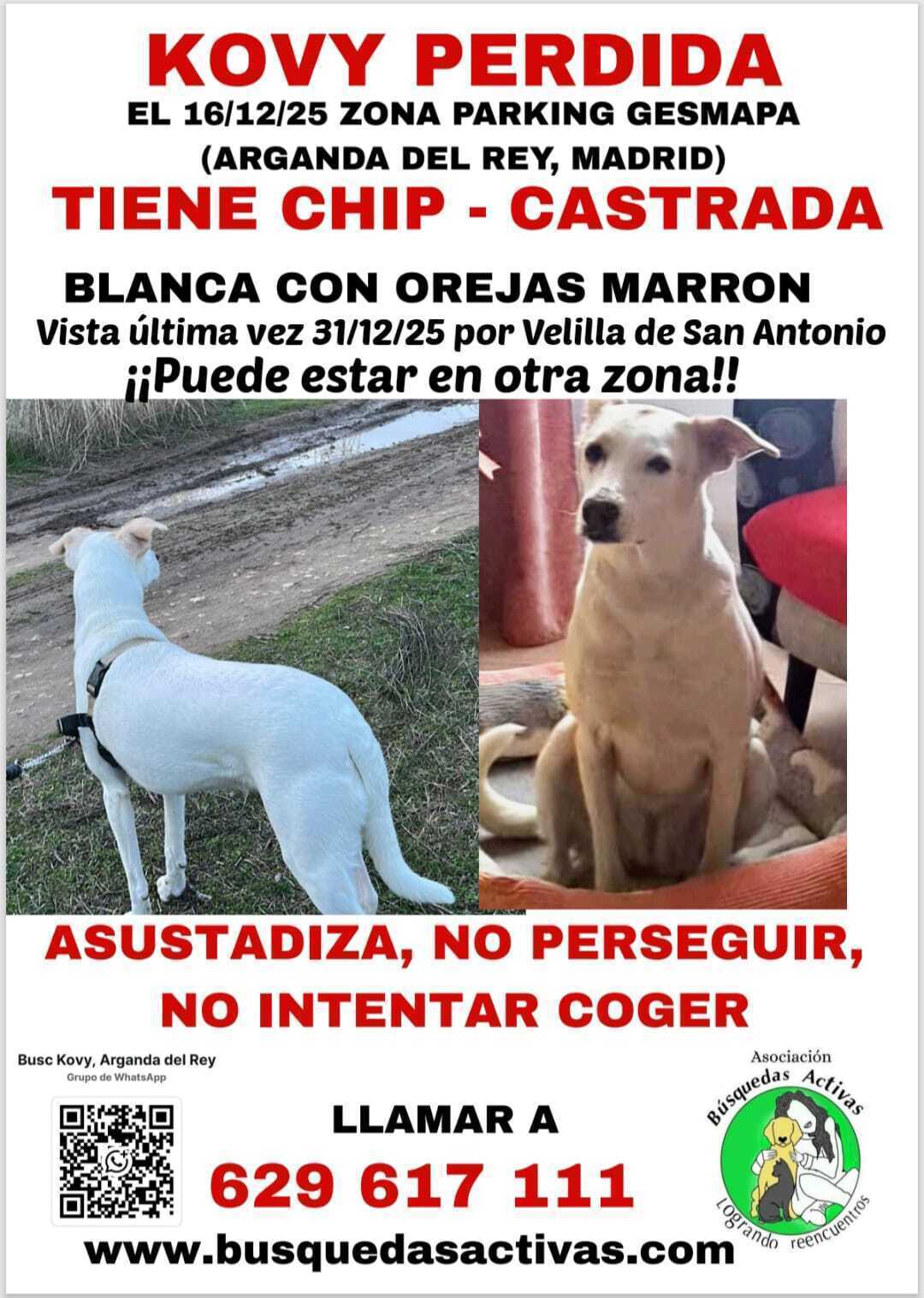 Perra Perdida: Blanca con Manchas Marrones