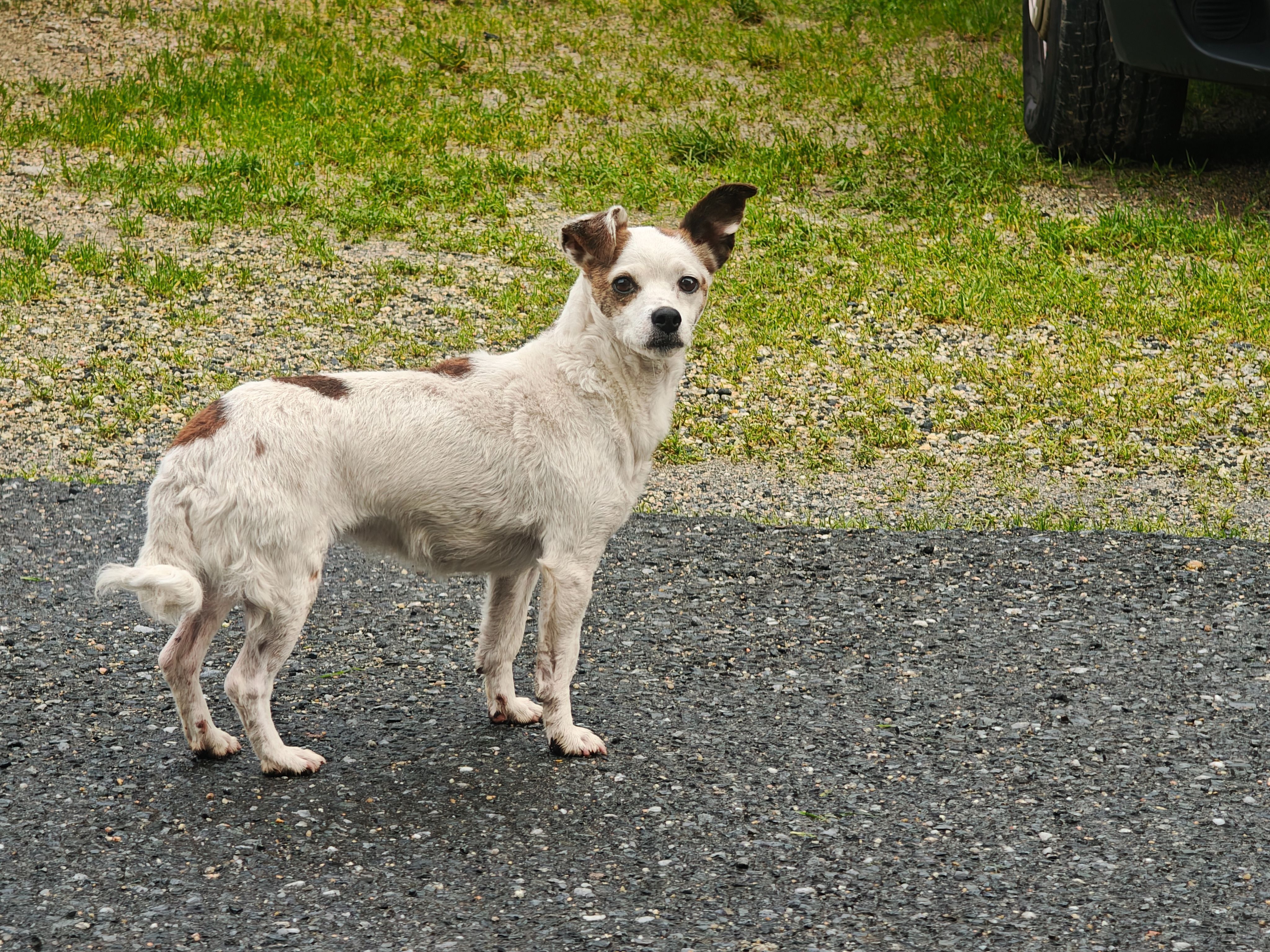 Perrita encontrada: blanca con...