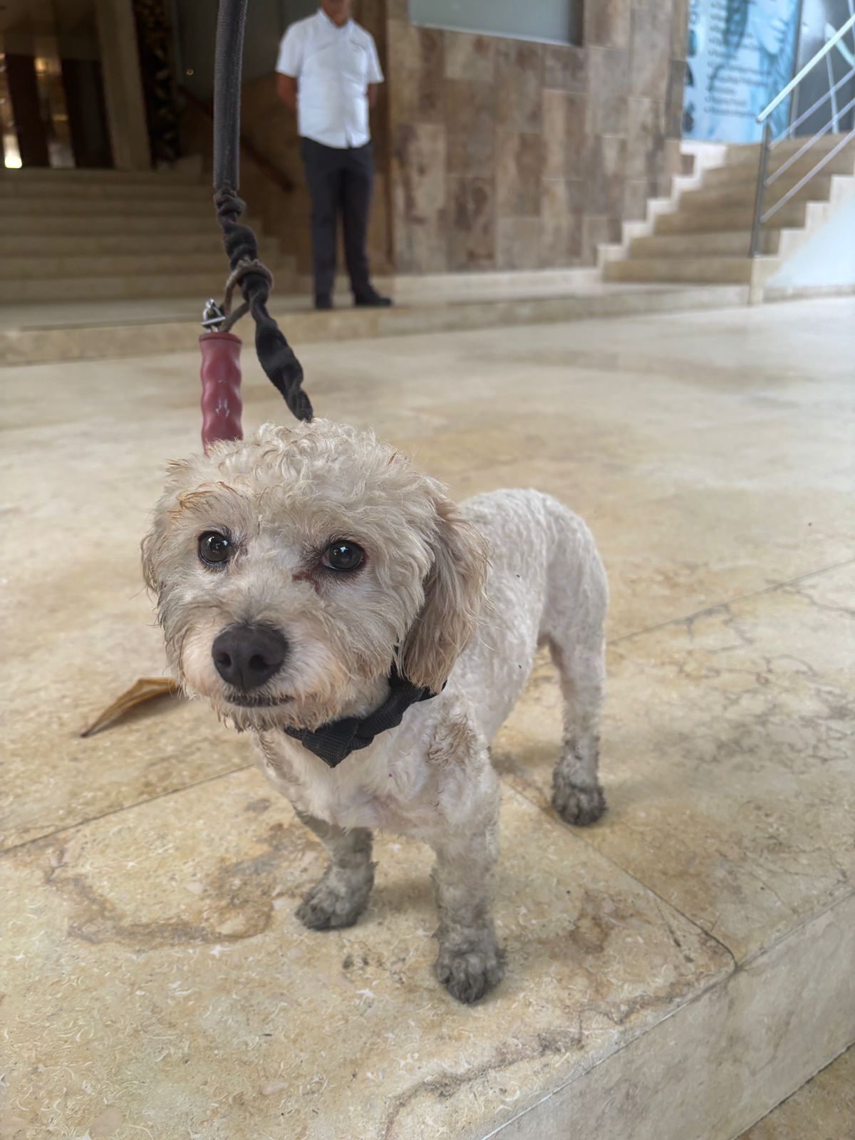 French Poodle Perdido en Carta...