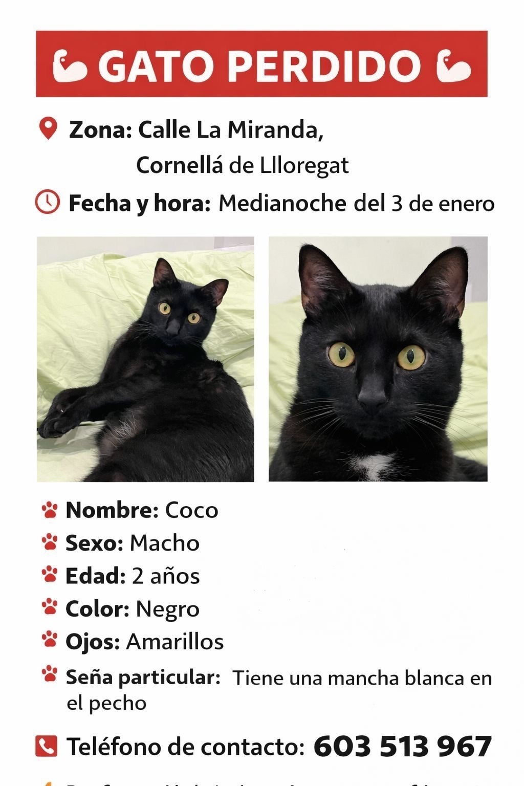 ¿Has visto a nuestro gato negro perdido?
