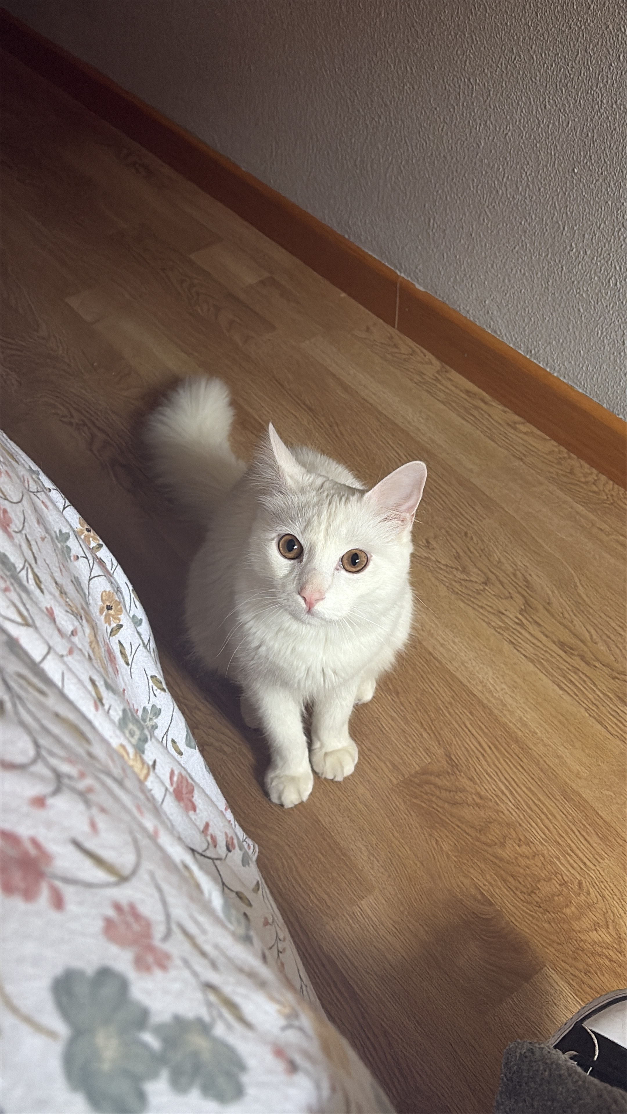 Gato Blanco Perdido en Plaza Bejanque