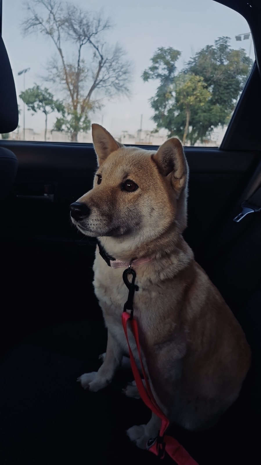 Perra Canela Perdida en Alcalá de Guadaíra