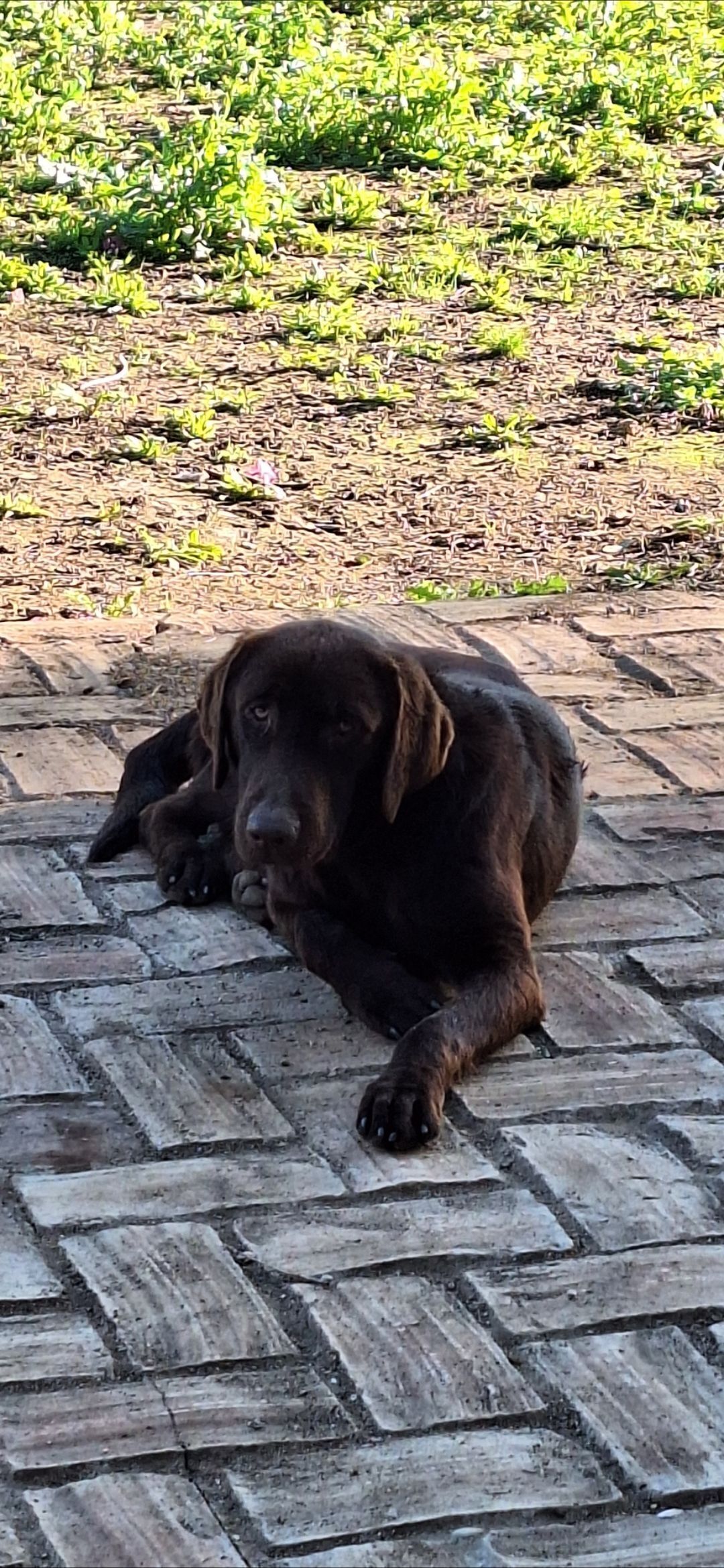Perro Marrón Perdido en Torrepalma, Andalucía