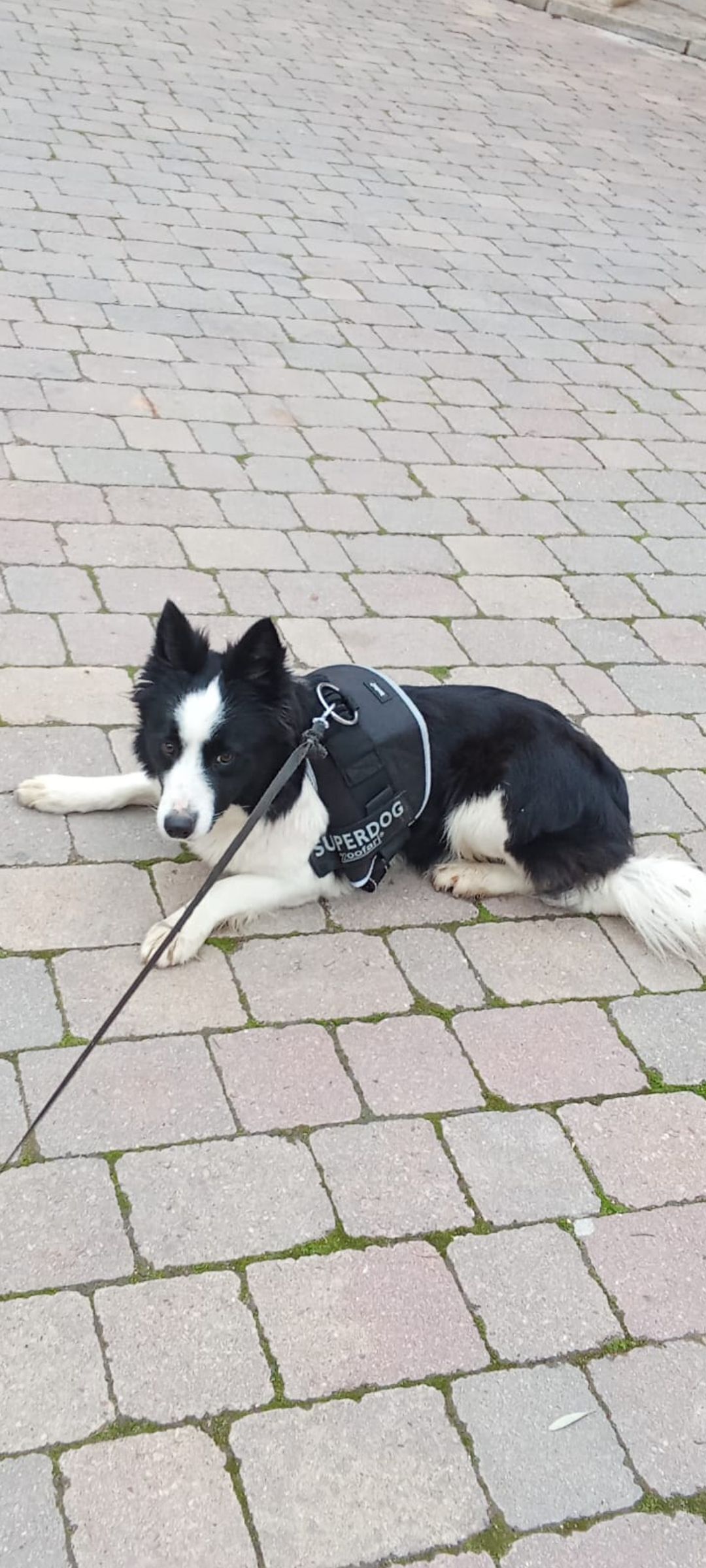 Perra Perdida: Sira, 2 Años, Romancos 31/12/25