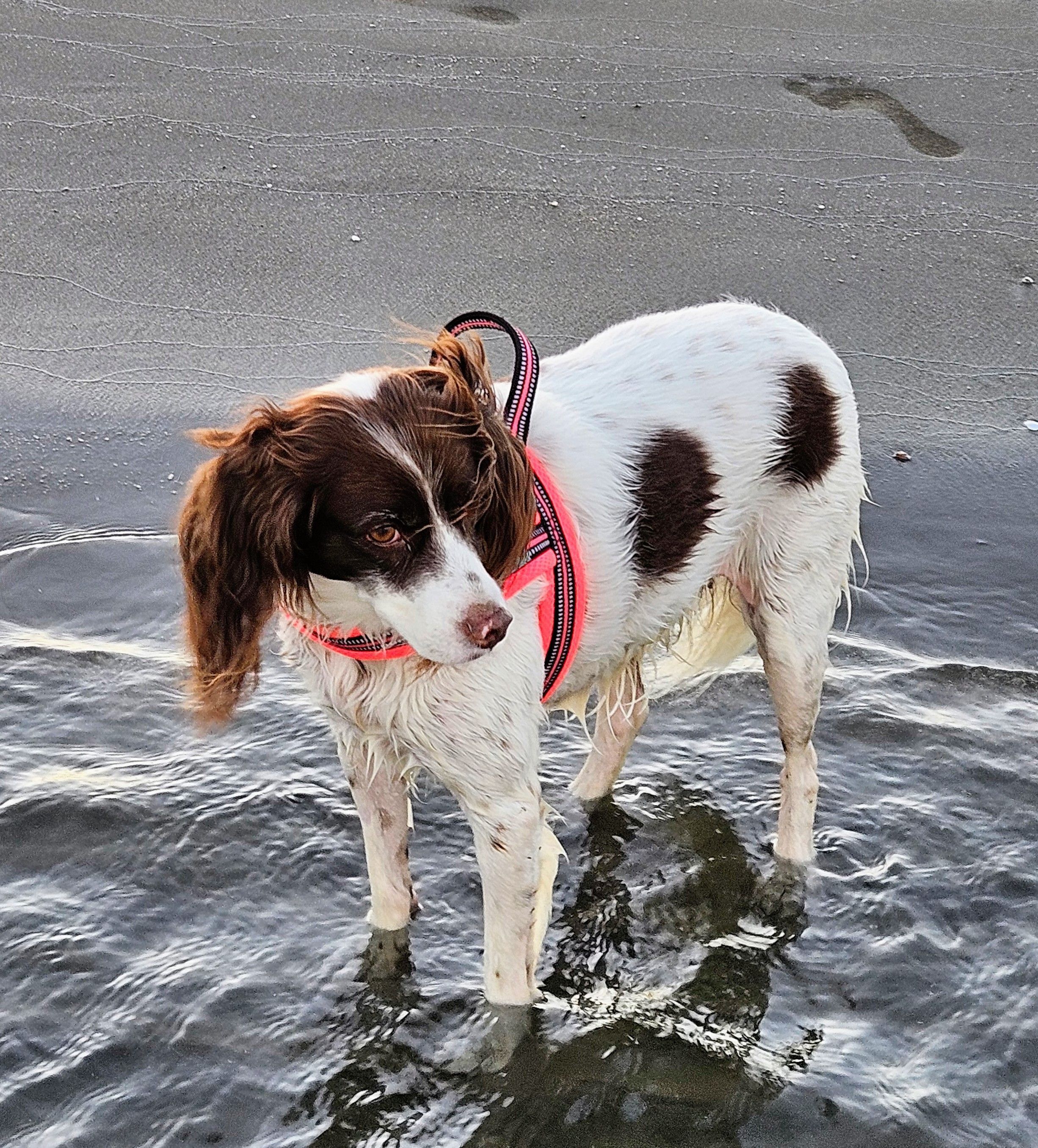 Perro Perdido: Blanco y Marrón en Málaga