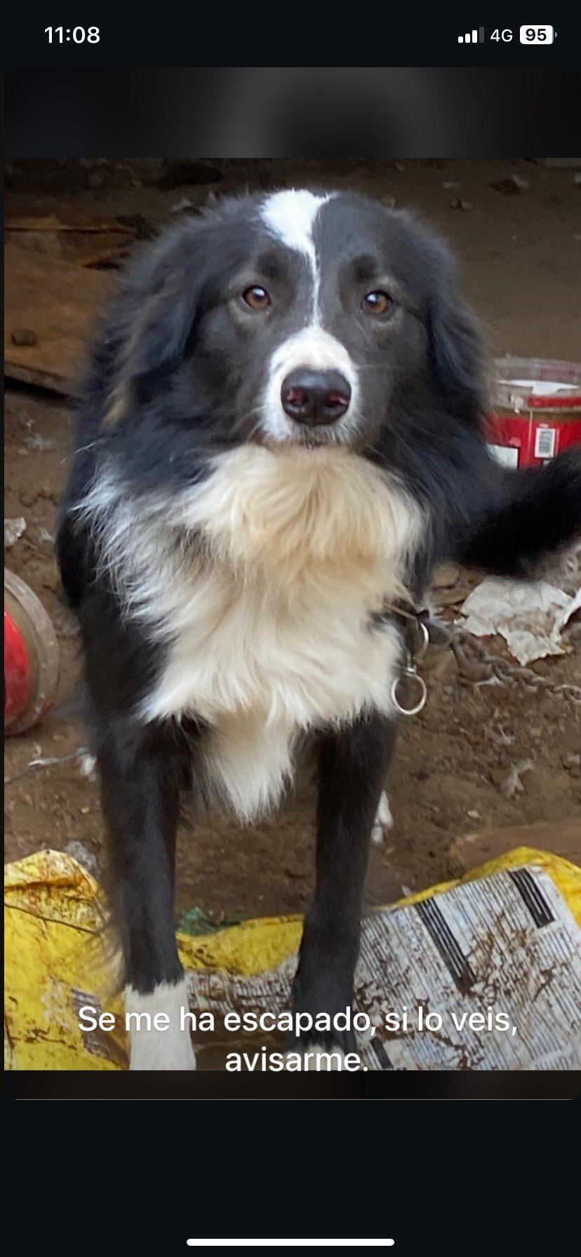 Perro Negro Perdido: Collar Az...