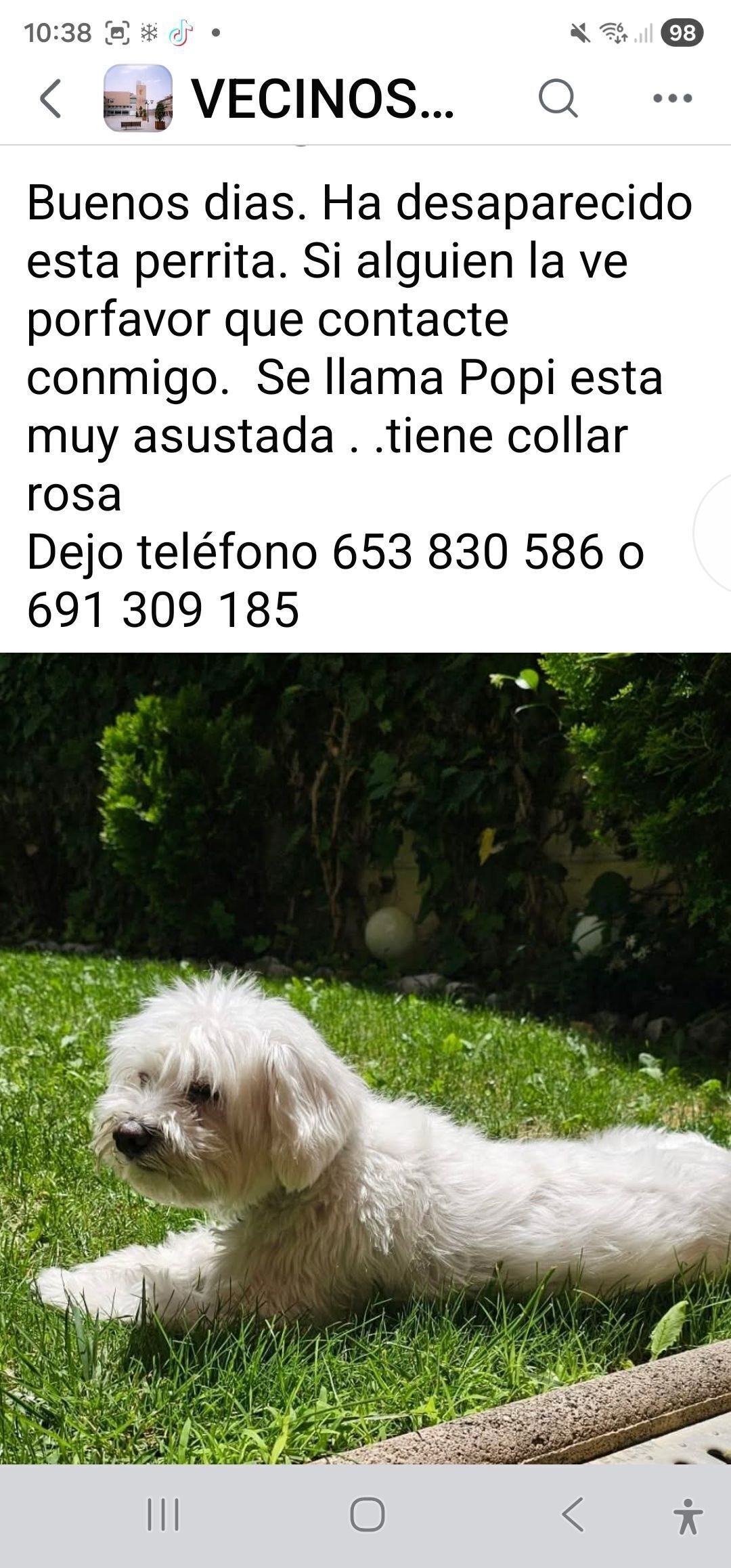 Bichón Maltés Perdido: Avistado en Arroyomolinos