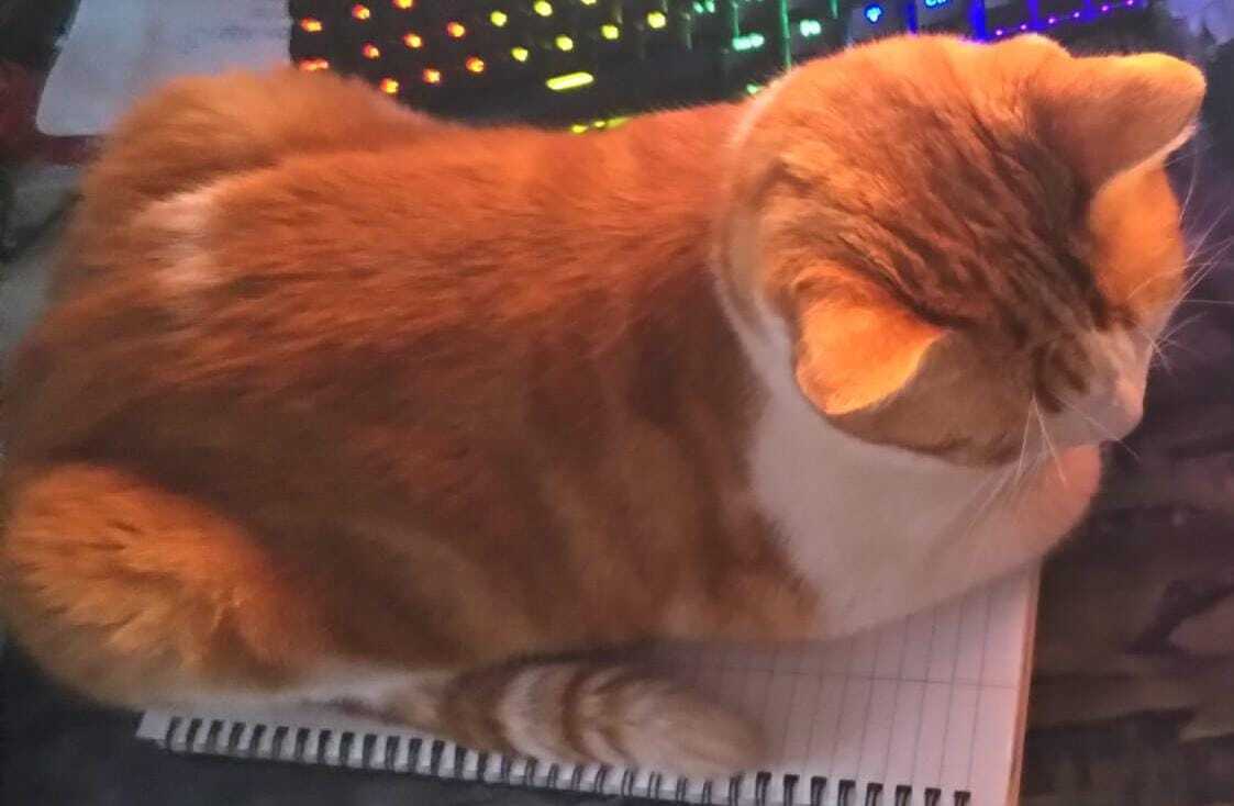 Se Busca: Gata Naranja y Blanc...