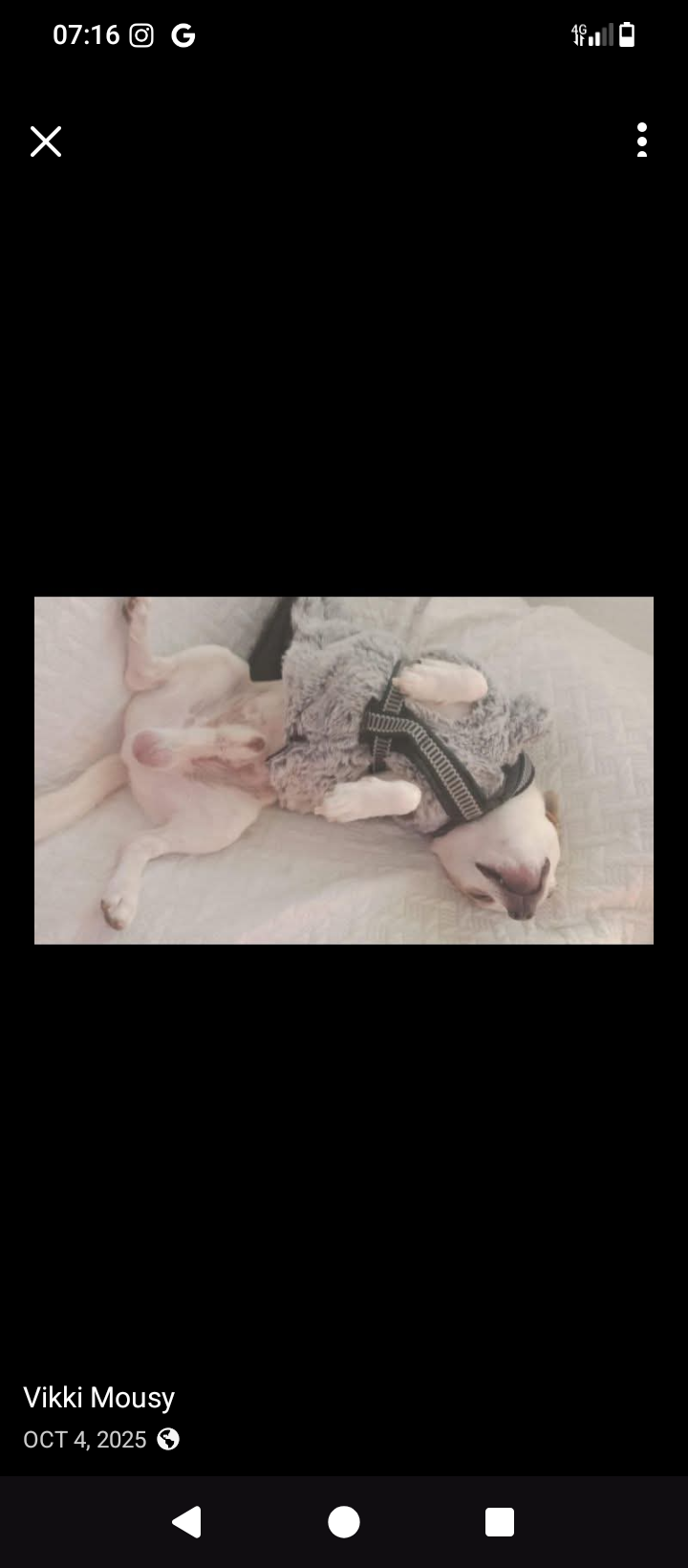 ¡Ayuda! Chihuahua grande perdido en Los Alcázares