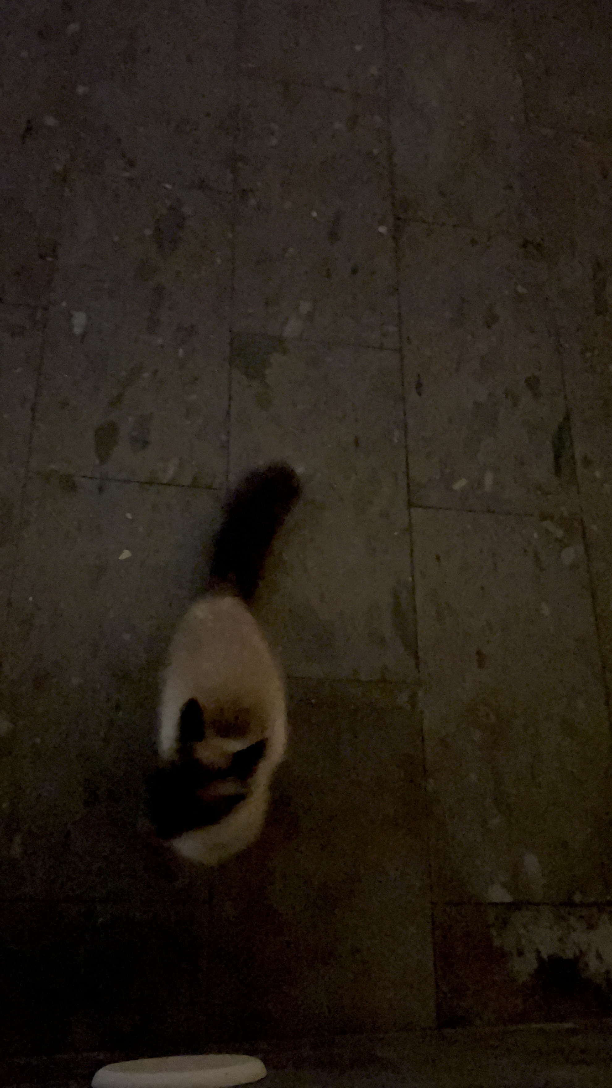 ¡Gatita Encontrada en Arona, Tenerife!