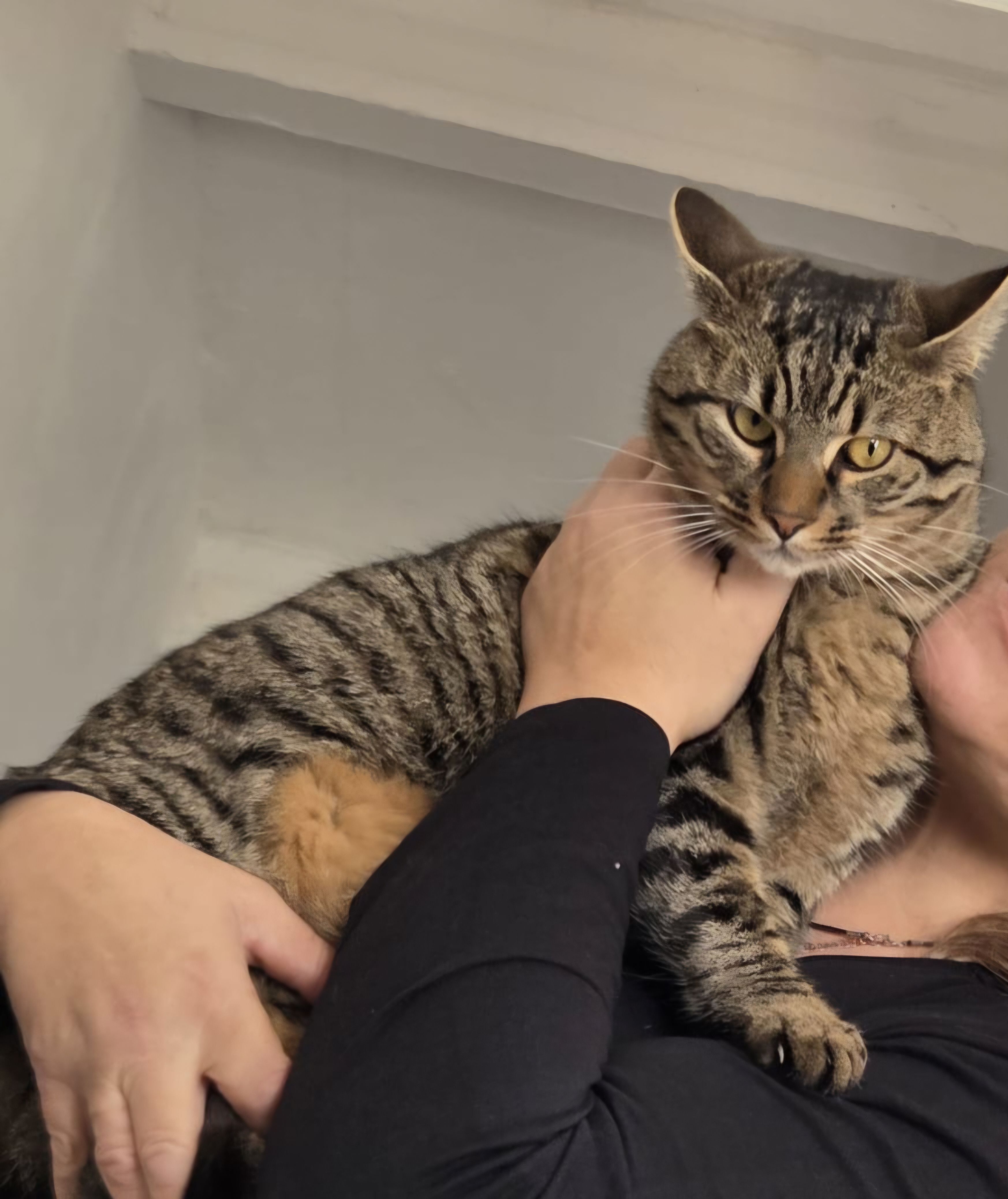 Gato Rayado Perdido en Avingud...