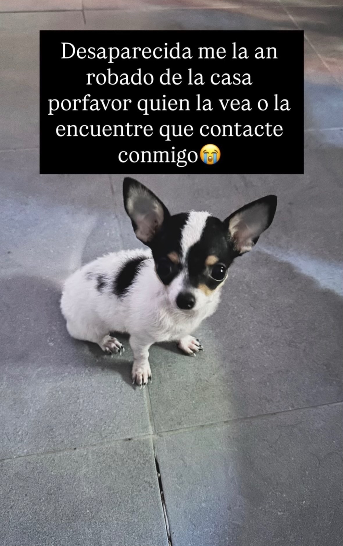 Chihuahua Blanca y Negra Perdi...