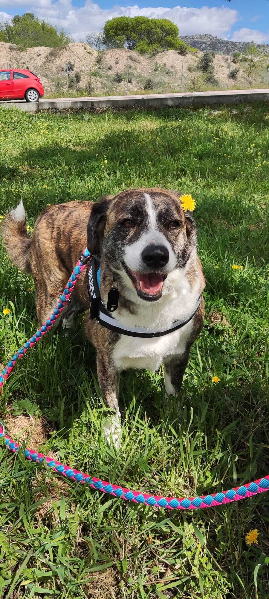 Perra Asustadiza Perdida en El Casar de Escalona