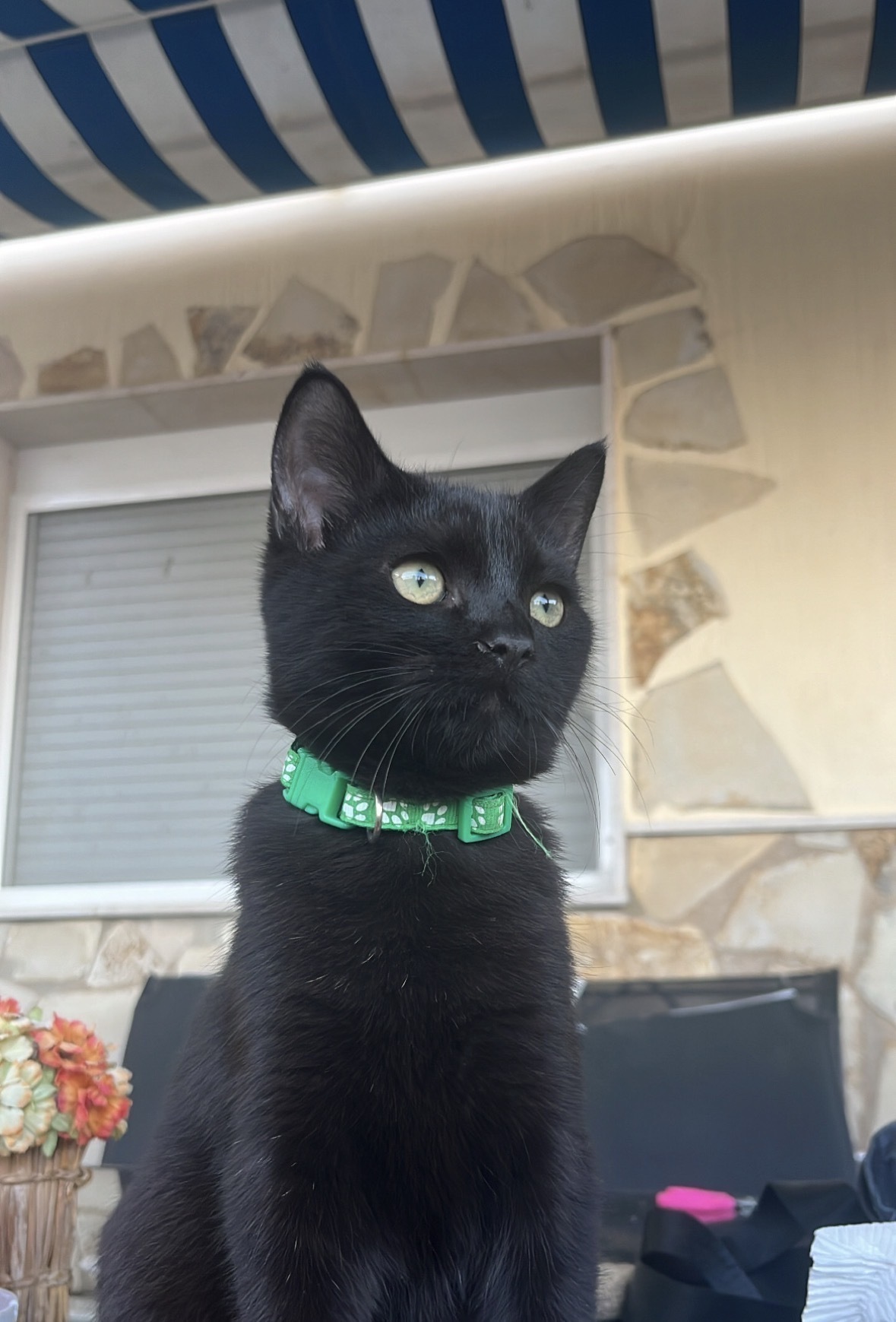 ¡Ayuda! Gato Negro Oliver Perdido en Torre del Mar