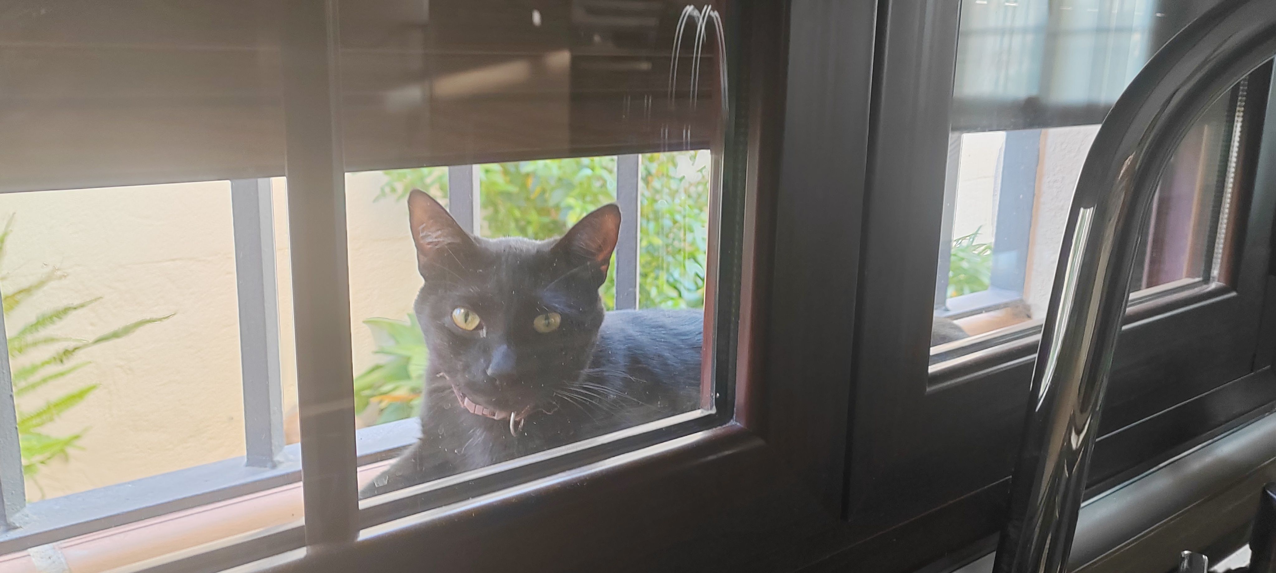 Frida: Gata Negra Perdida en Casabermeja