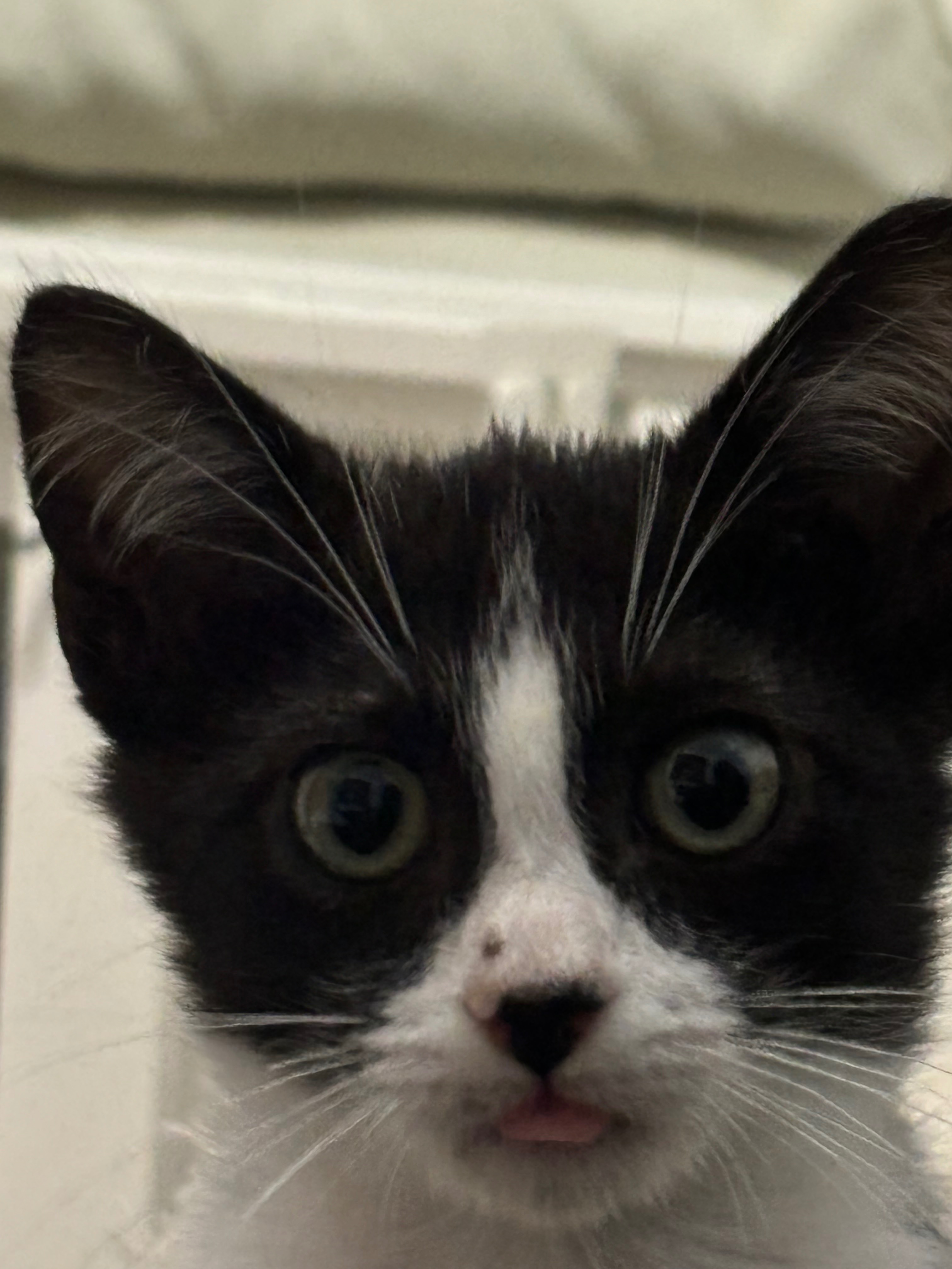 ¡Ayuda! Gatito Pachi perdido desde diciembre