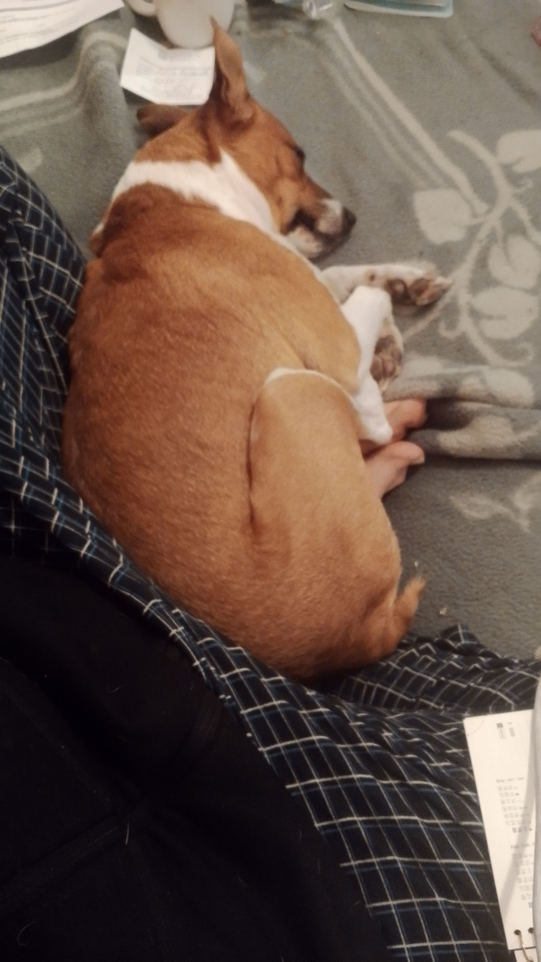 Perro Perdido en Estepona: Contactar a Mustapha