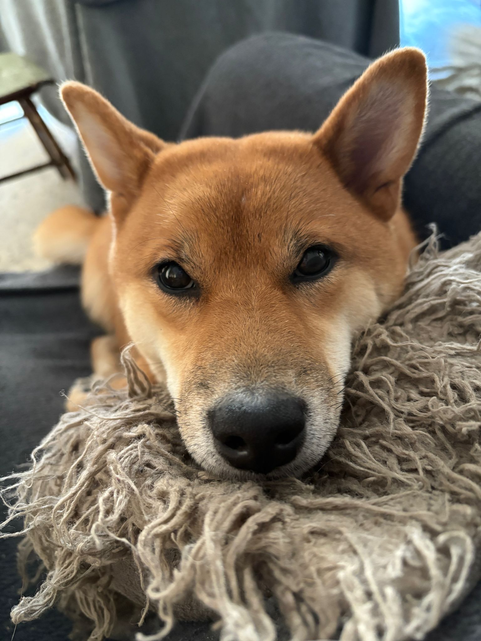 Perra Roja Perdida en Castell de Ferro