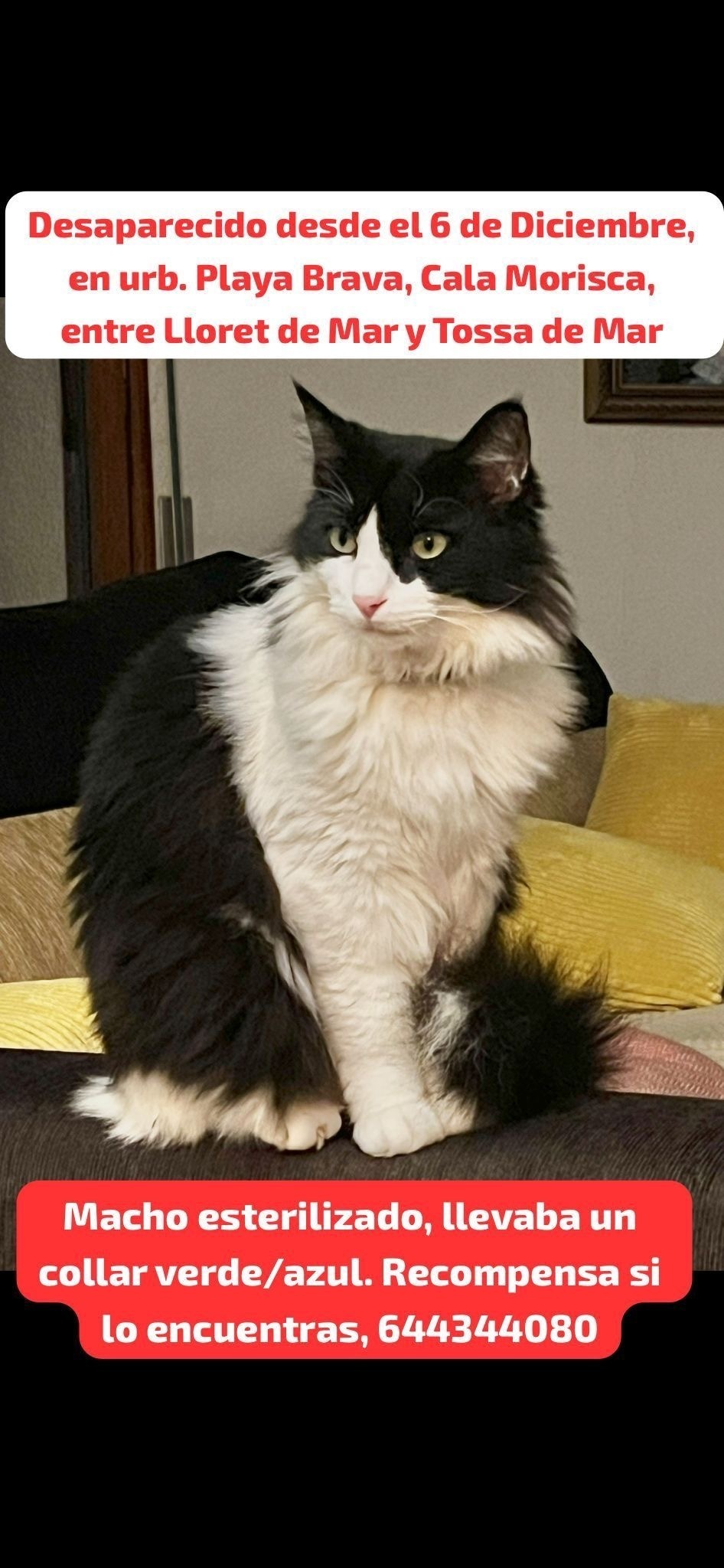 ¡Ayuda a encontrar a Micio, gato perdido!