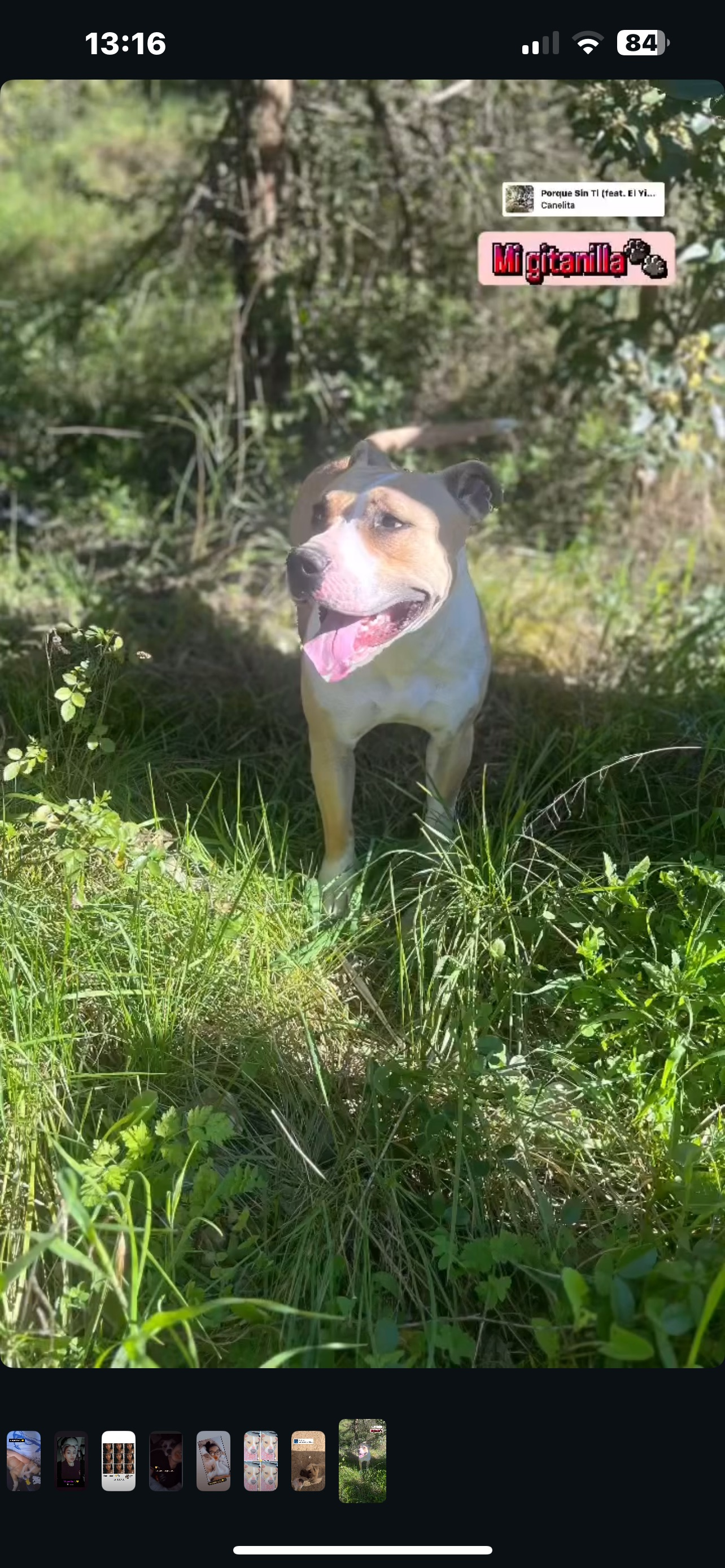 Perra y 8 cachorros robados en Valls