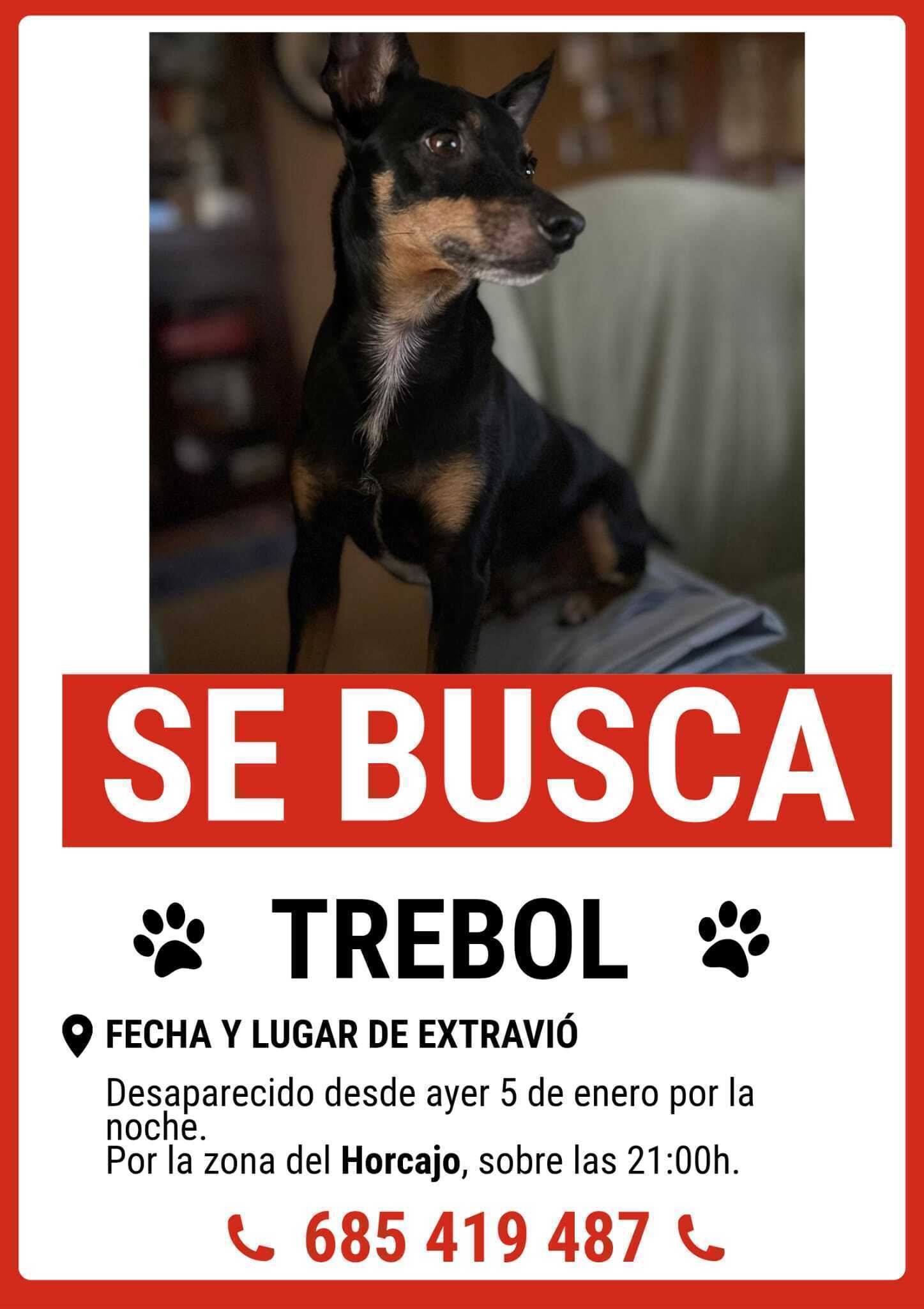 Perro Perdido: Pinscher Tricolor Asustado