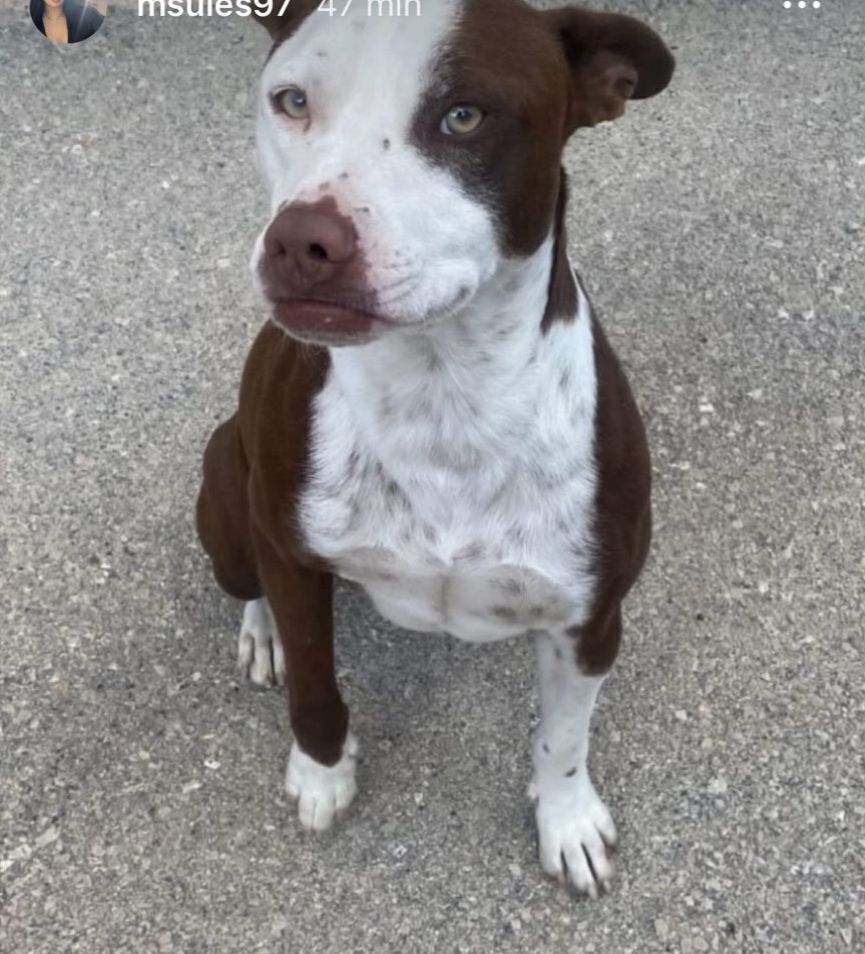 Perro Perdido Cariñoso en Vill...