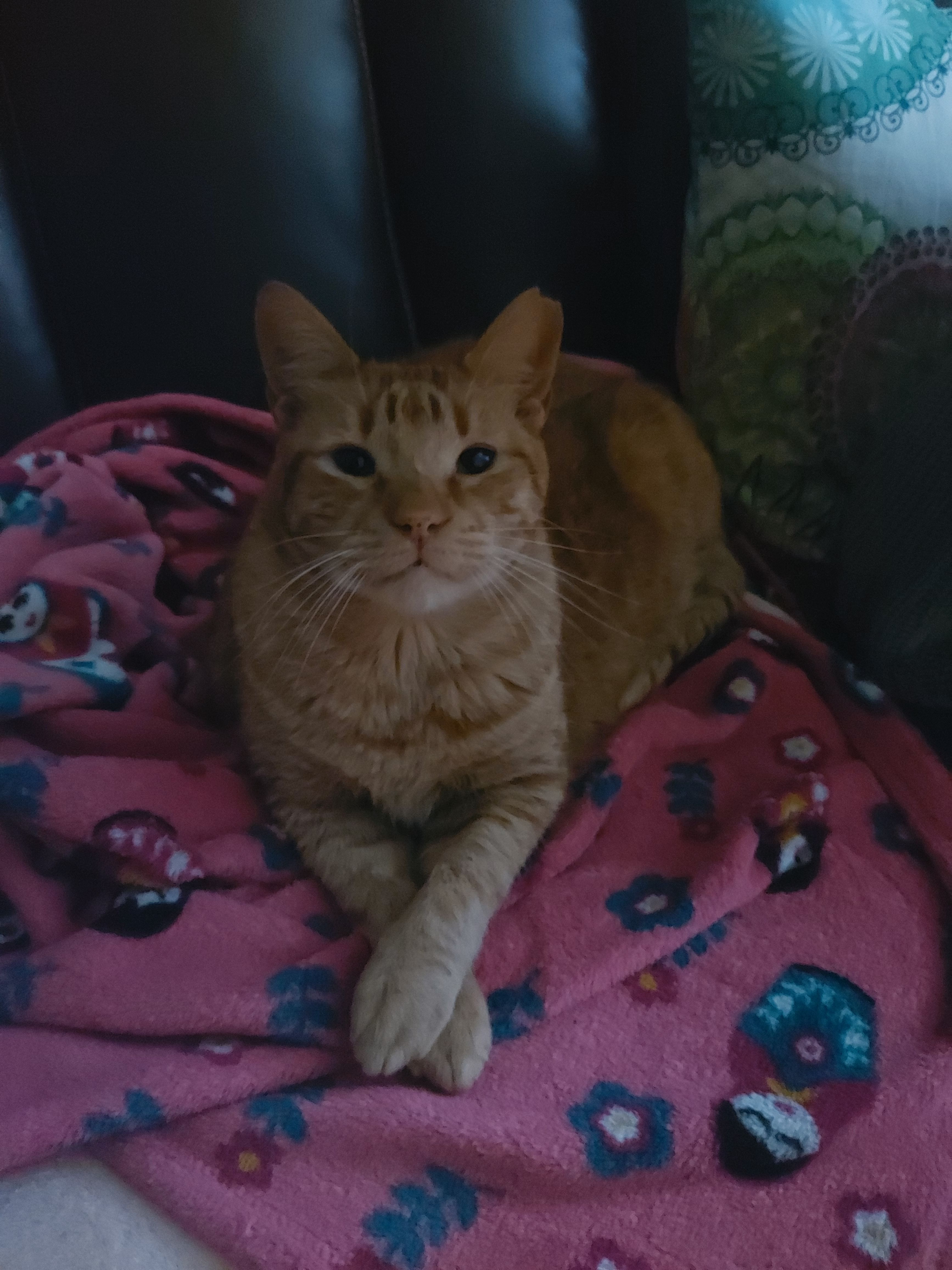 Color naranja atigrado, el ojo derecho medio abierto, oreja izquierda con un corte. Se perdió ayer a la noche Es muy miedoso, le tiene pánico a la gente desconocida