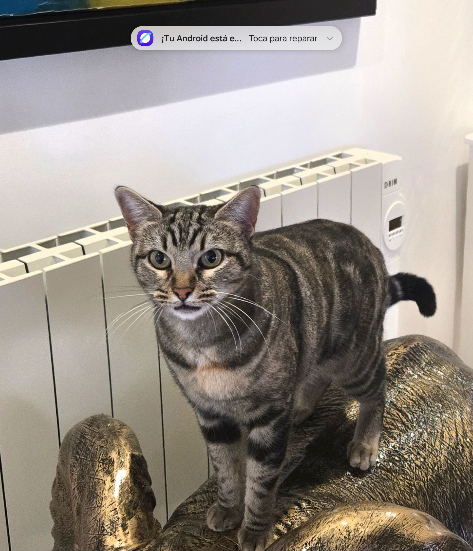 ¡Gato Perdido en Autocaravana en Muel, Aragón!