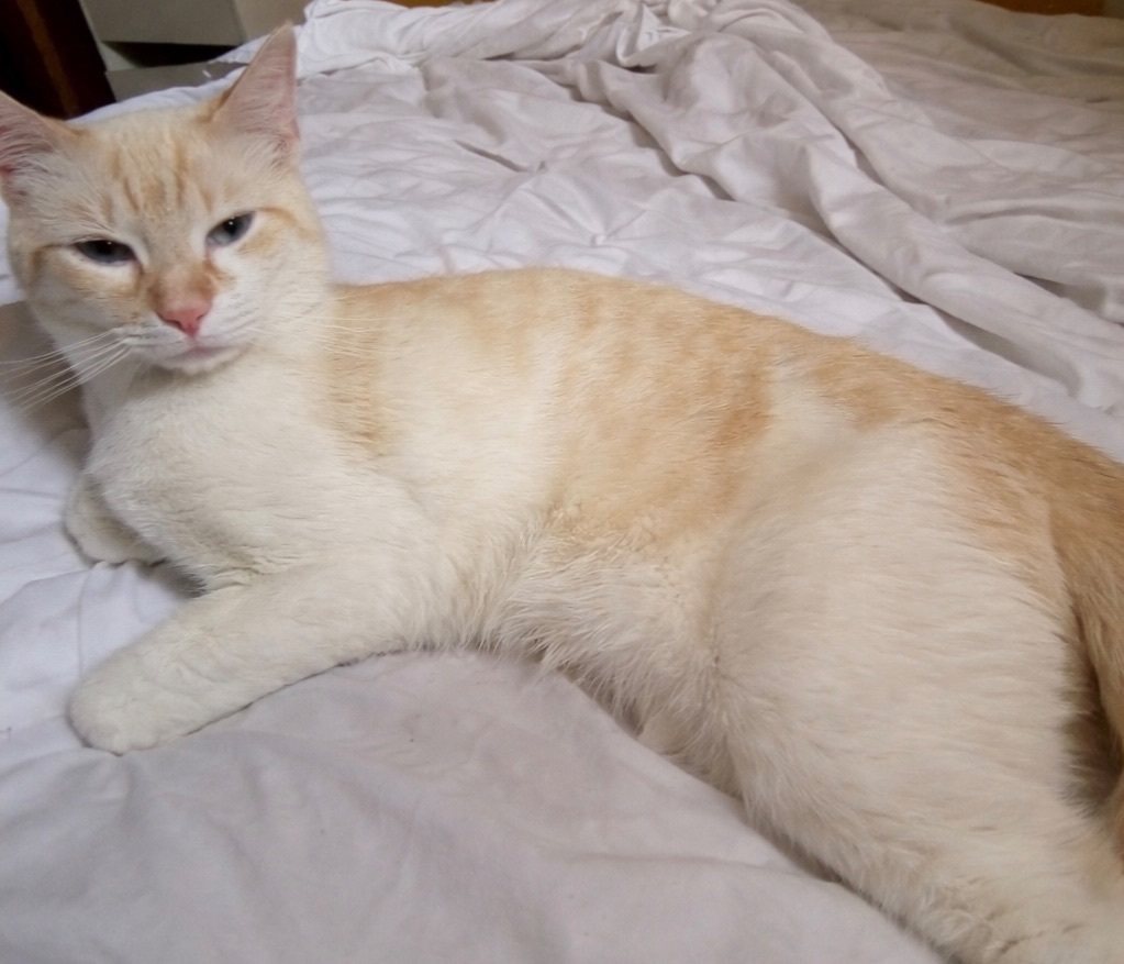 Gato Perdido en Zaragoza: Blanco y Naranja
