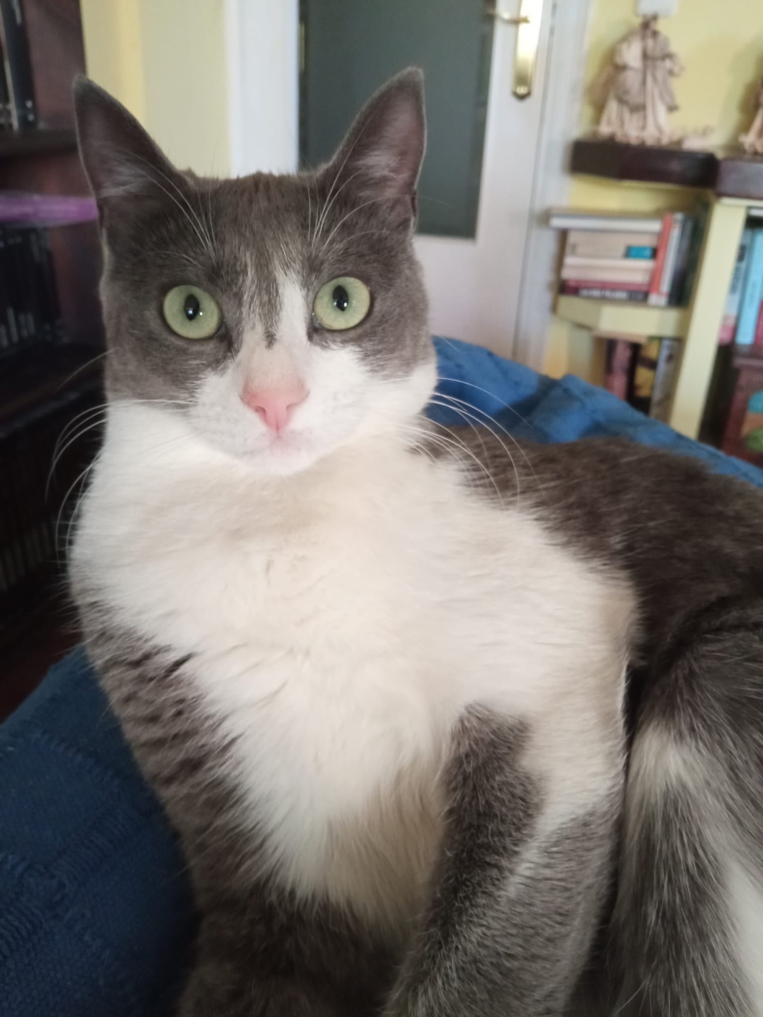 Gata Perdida en Torrevieja: ¡Ayúdanos a Encontrarla!