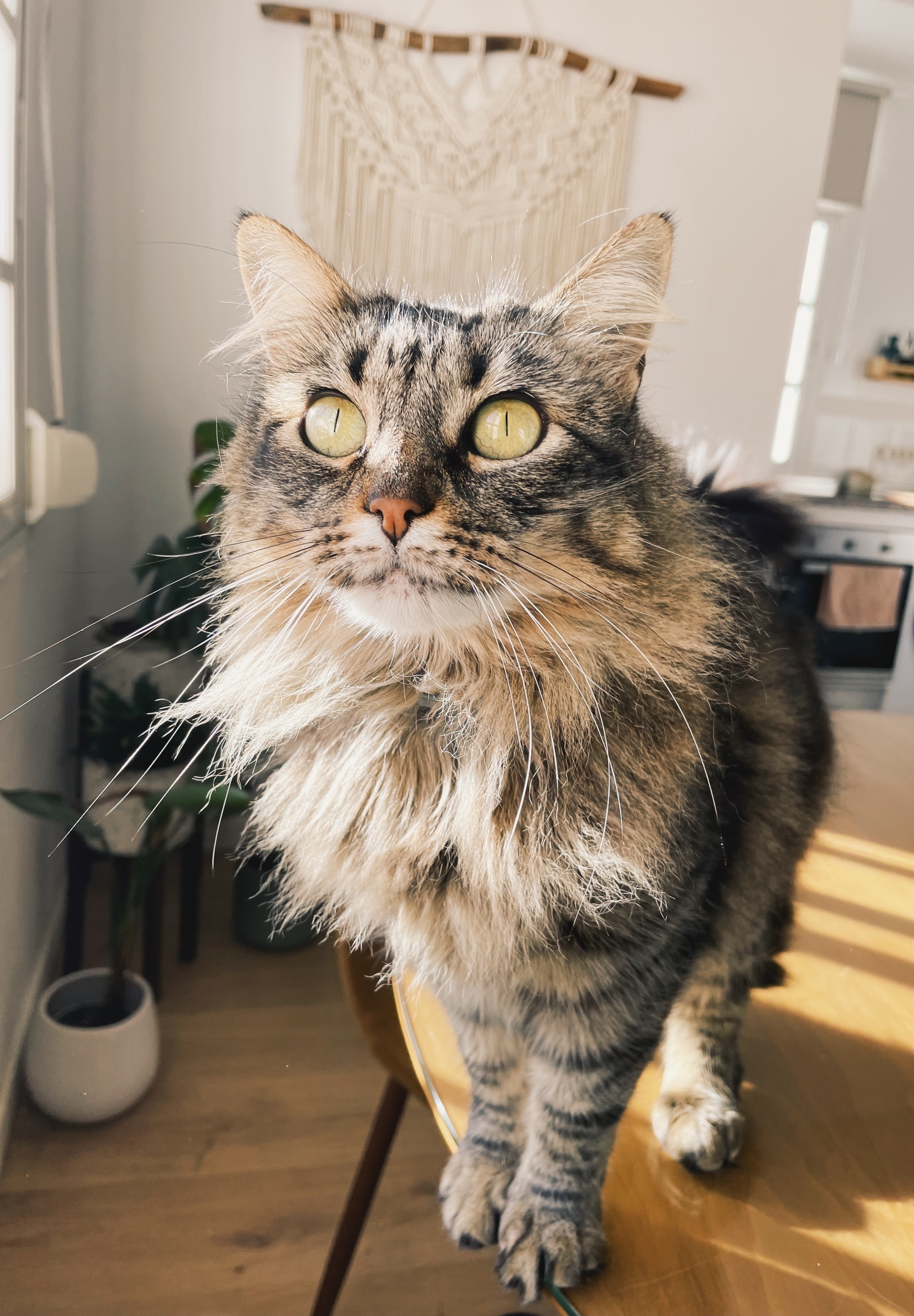 Gata Atigrada Perdida en La Cala del Moral