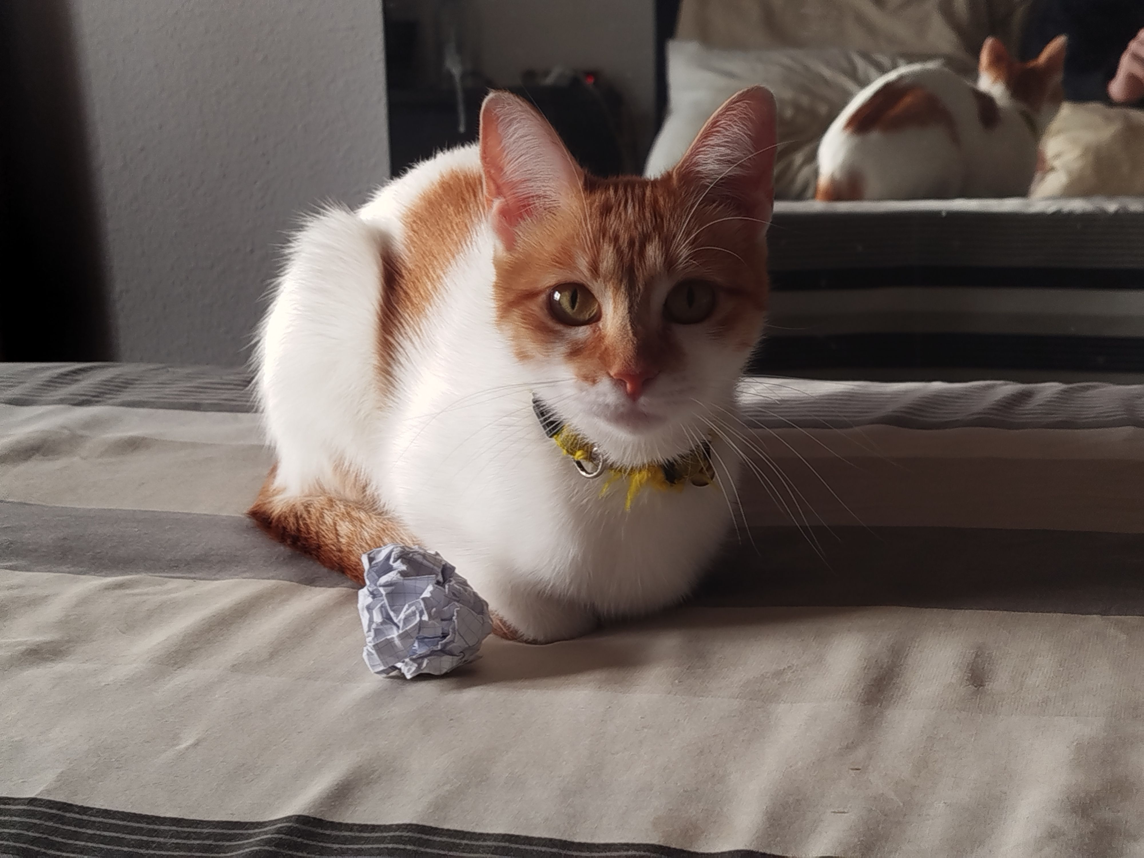 Se busca gata pequeña con collar de peces