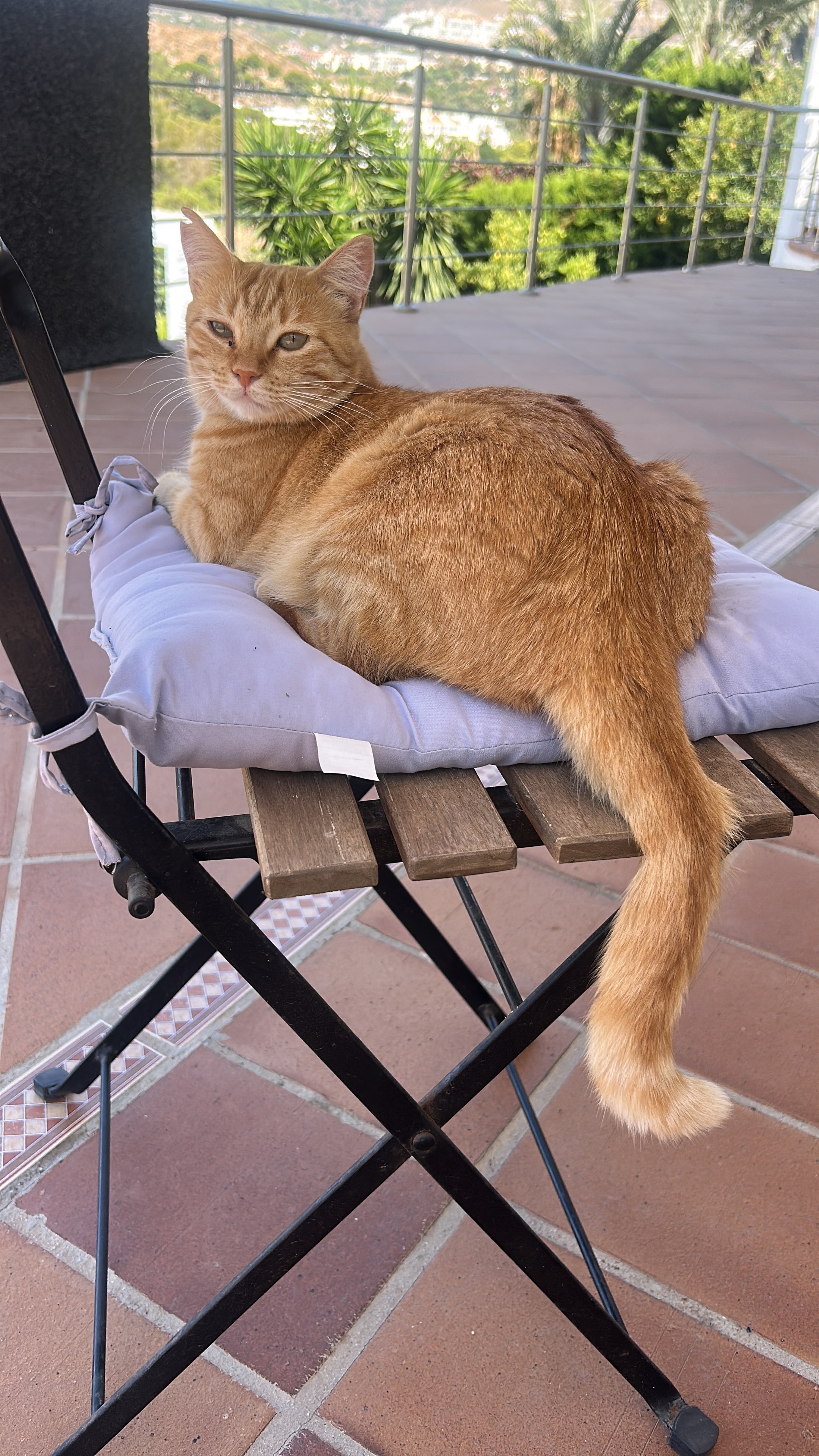Gatita Perdida: Color Canela y Manchas Blancas