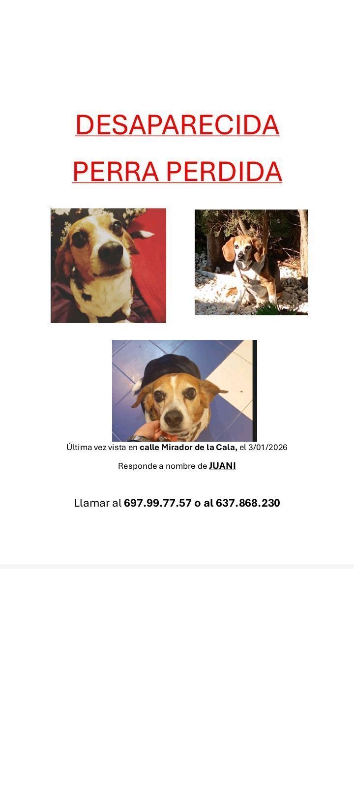 ¡Perra Tricolor Perdida en Blanes!