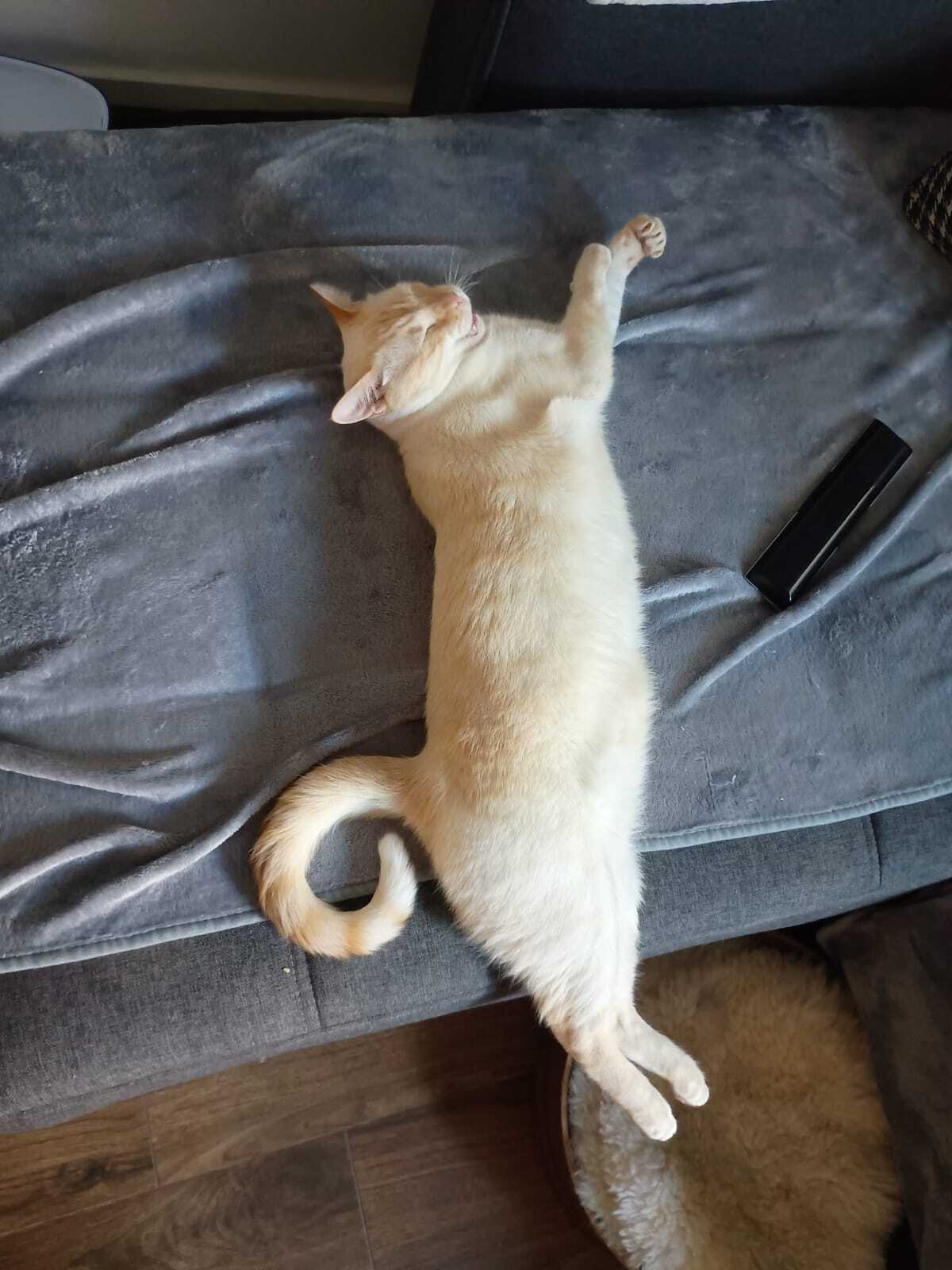 ¡Ayúdanos a encontrar a nuestro gato perdido!