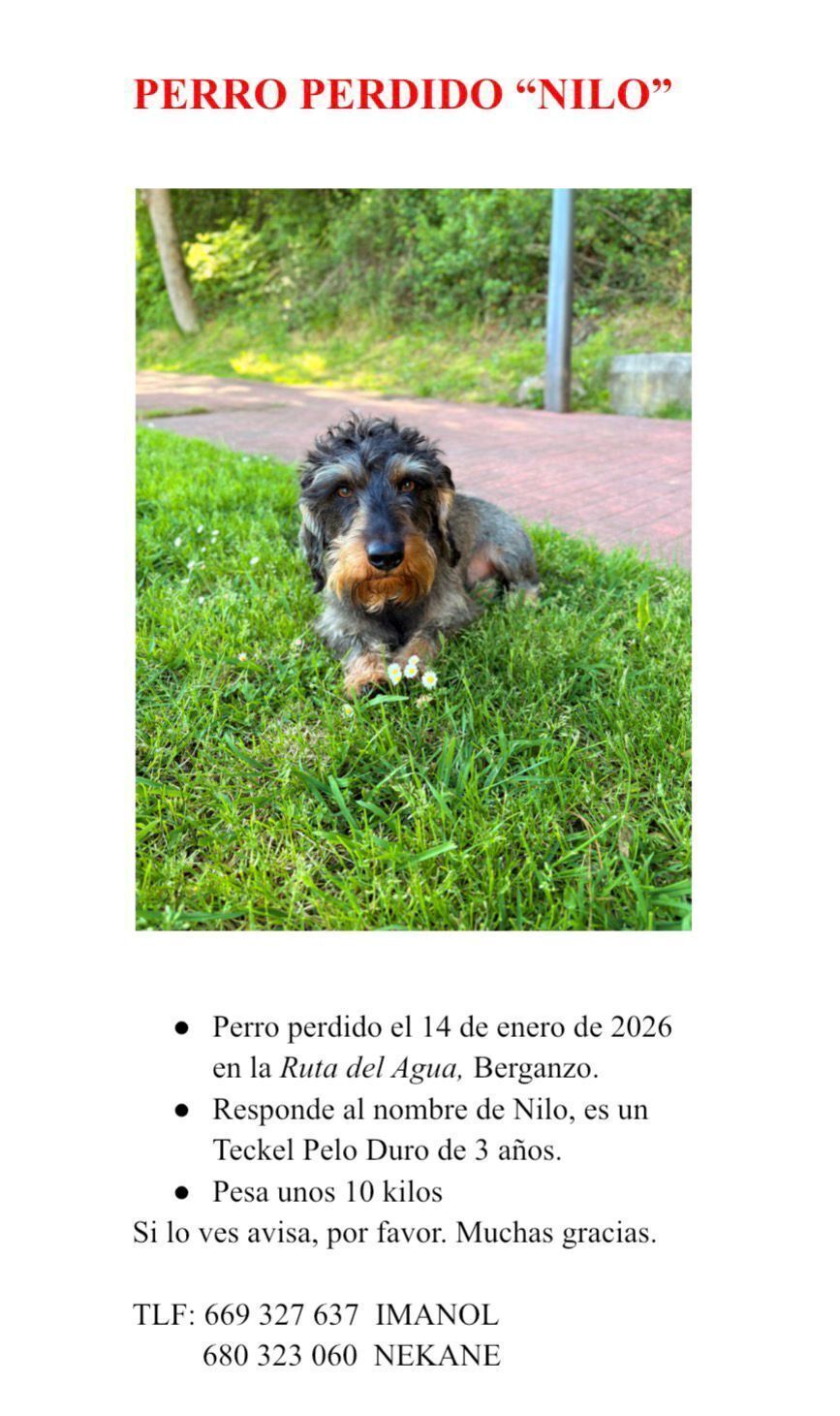 Perro Tekel macho perdido en Berganzo