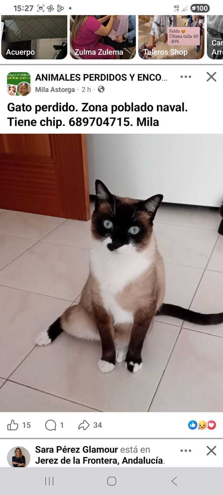 ¡Perdido! Gato Siamés en El Puerto